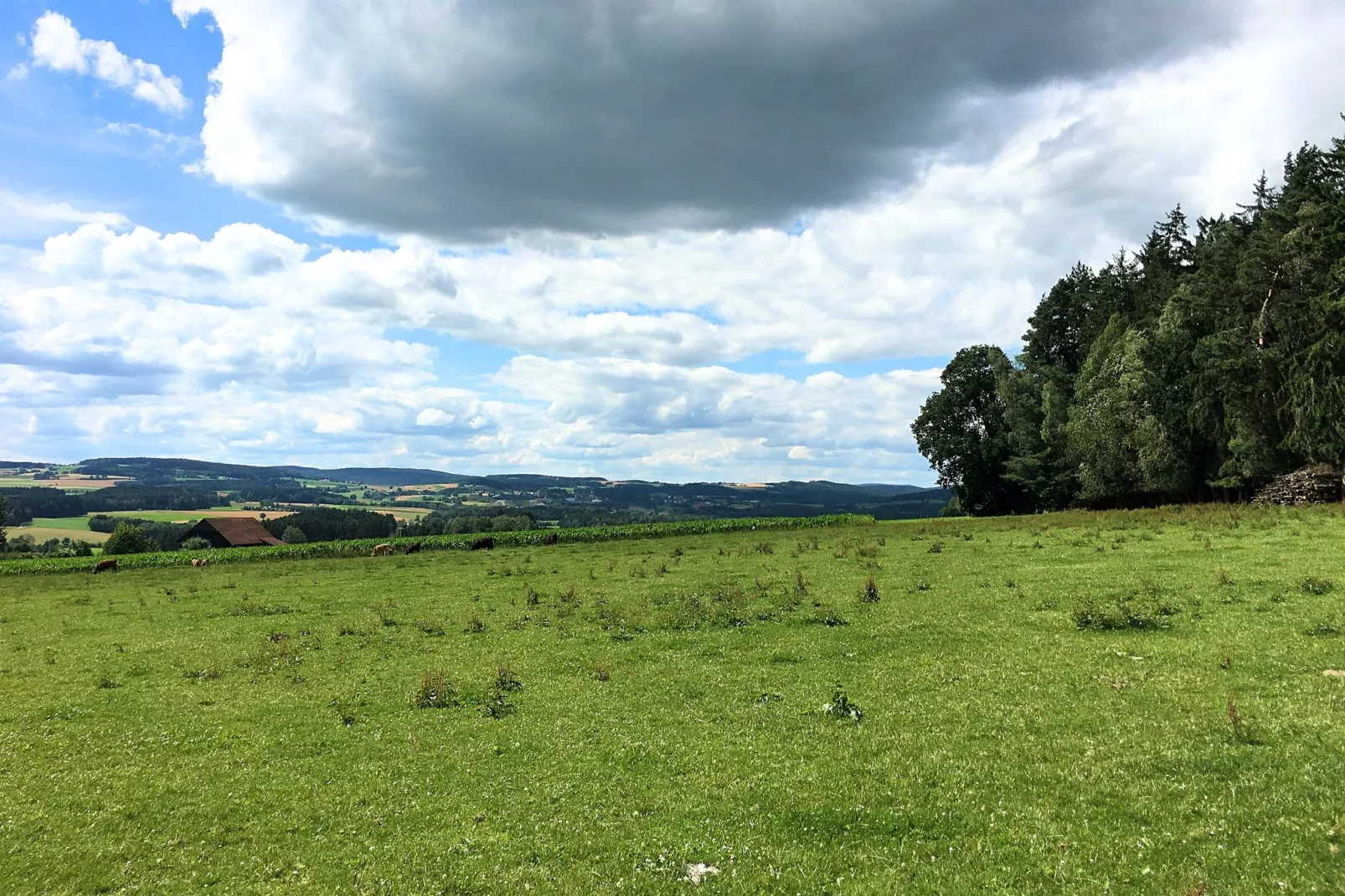 Oberer Bayerischer Wald-View summer