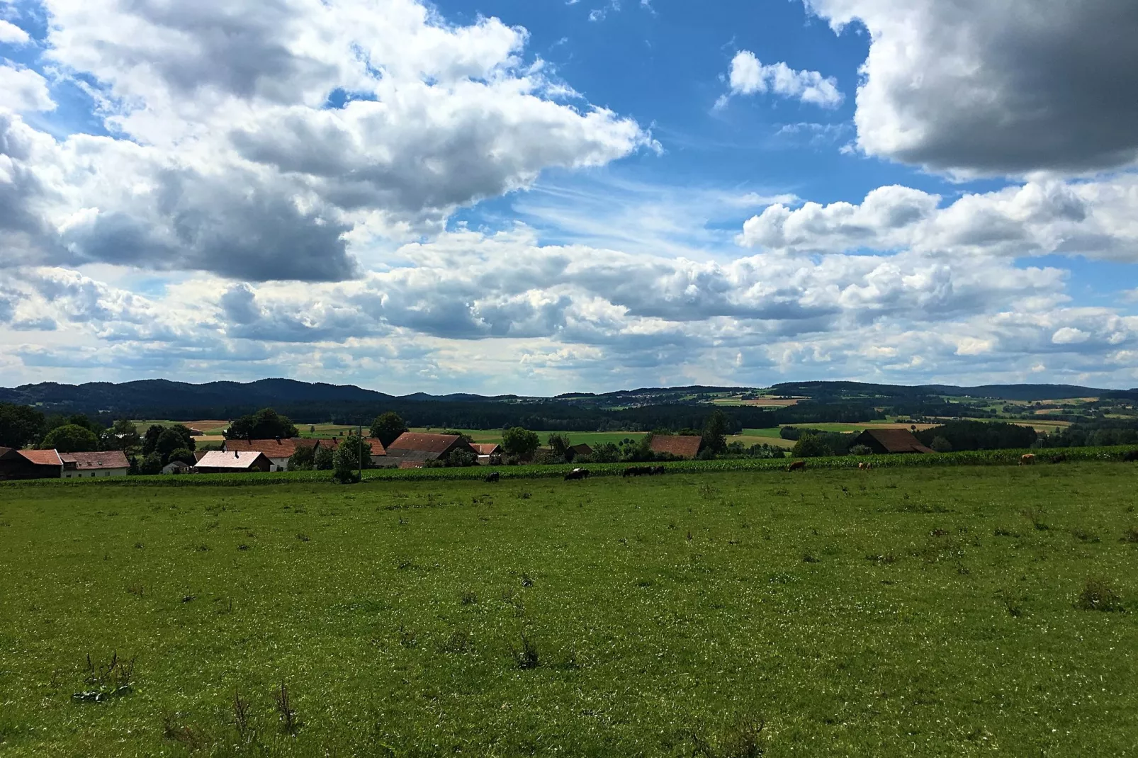 Oberer Bayerischer Wald-Areas summer 1km