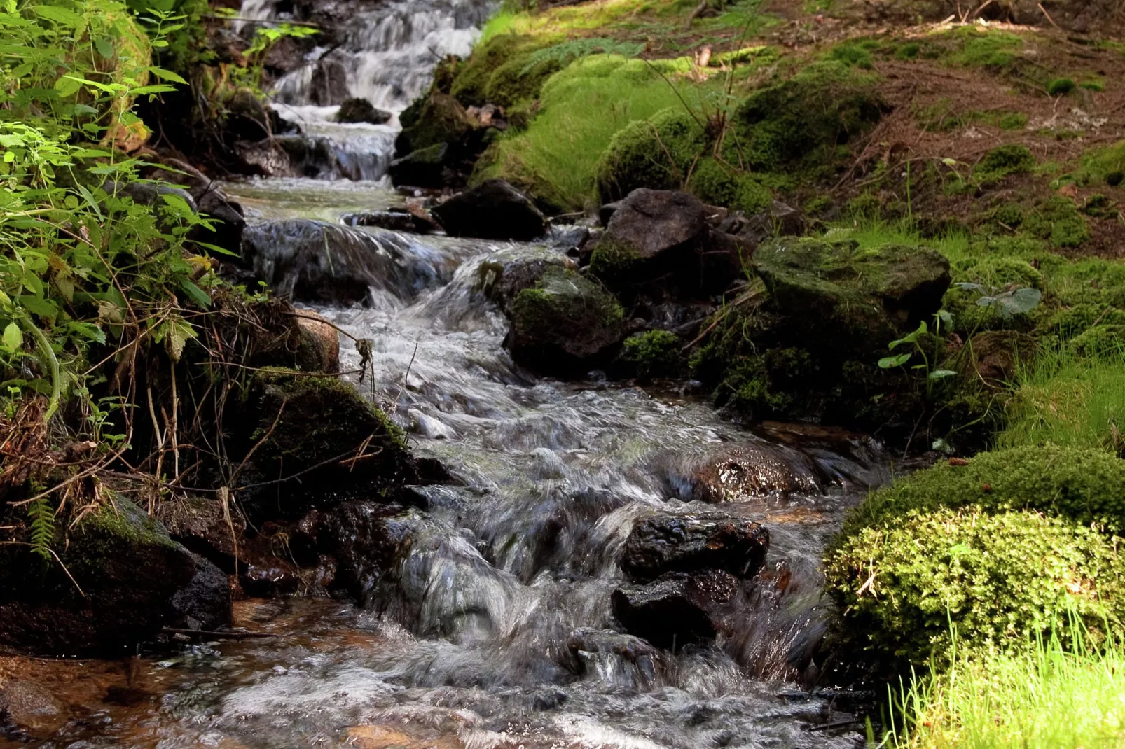 Bayerischer Wald-Gebiete Sommer 5 km