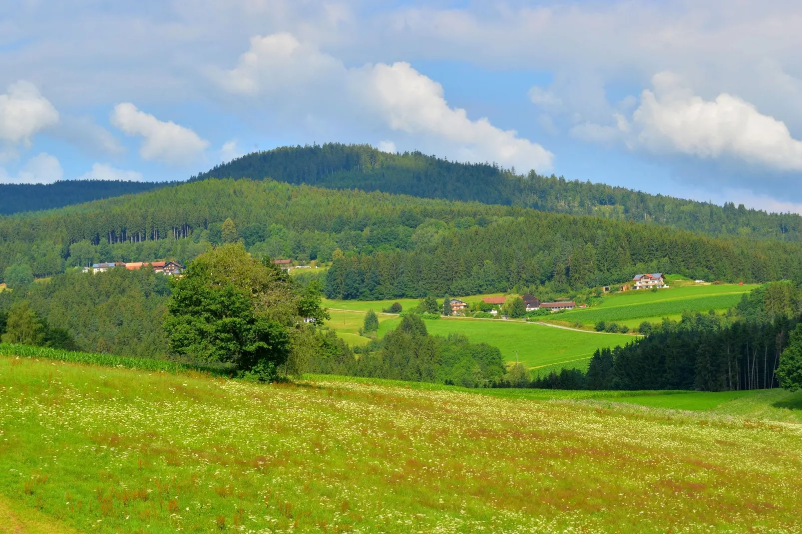 Im Zellertal-View summer
