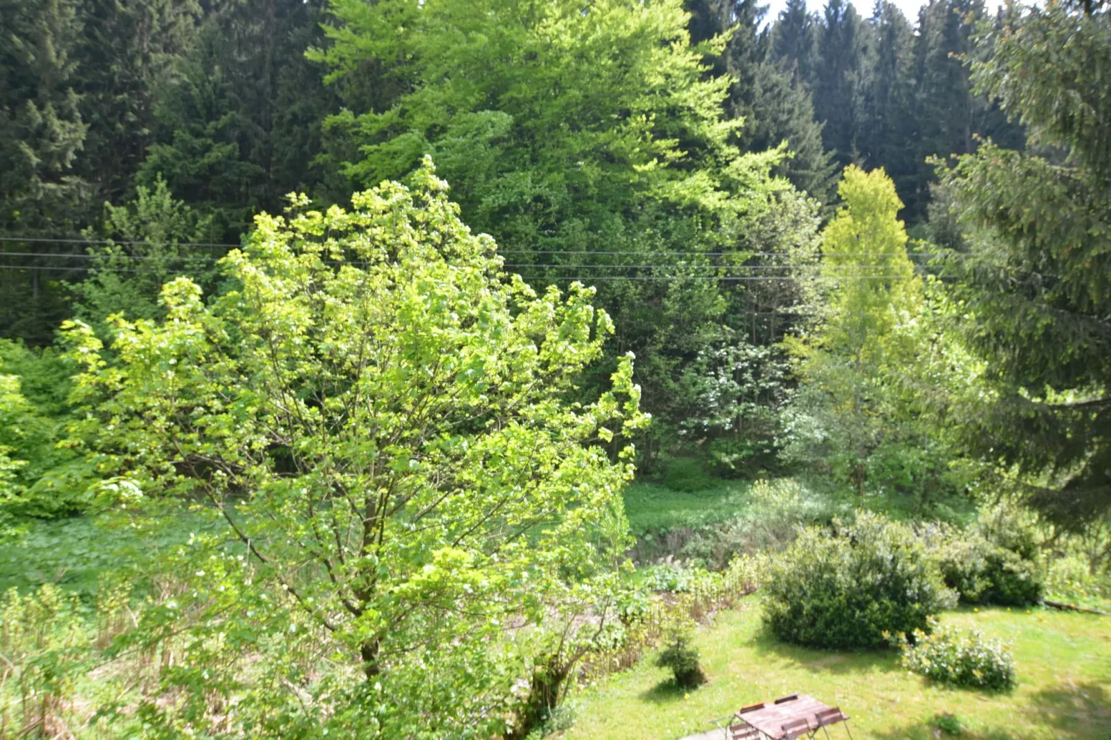 Waldblick-View in summer