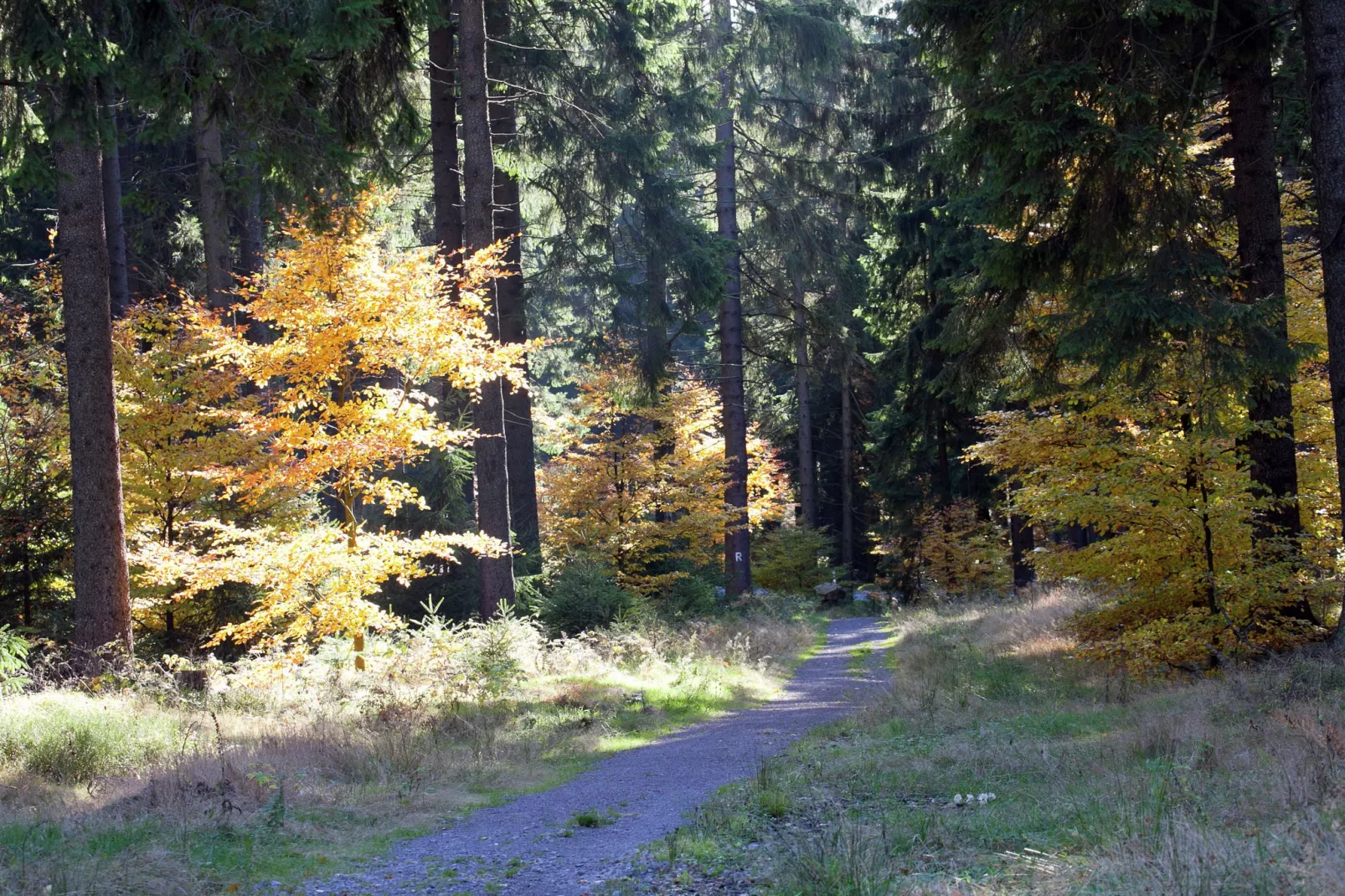 Waldblick-Areas within 20km in summer