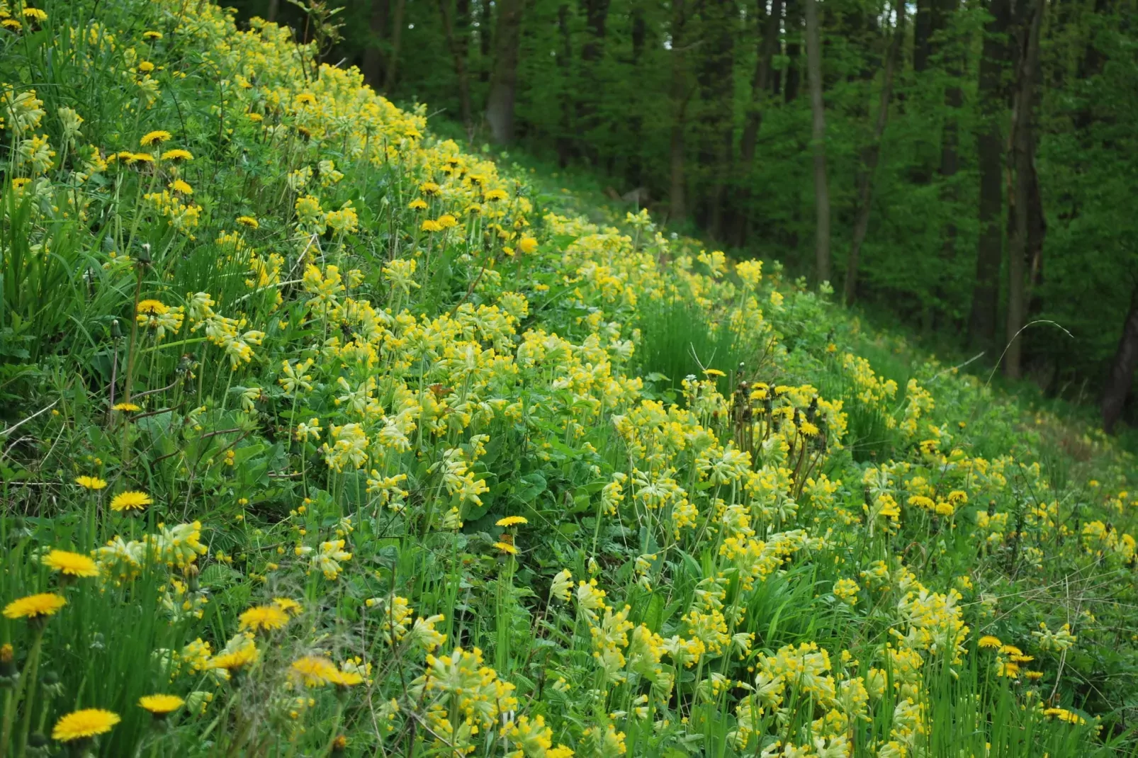 Alte Wassermühle-Gebiete Sommer 1 km