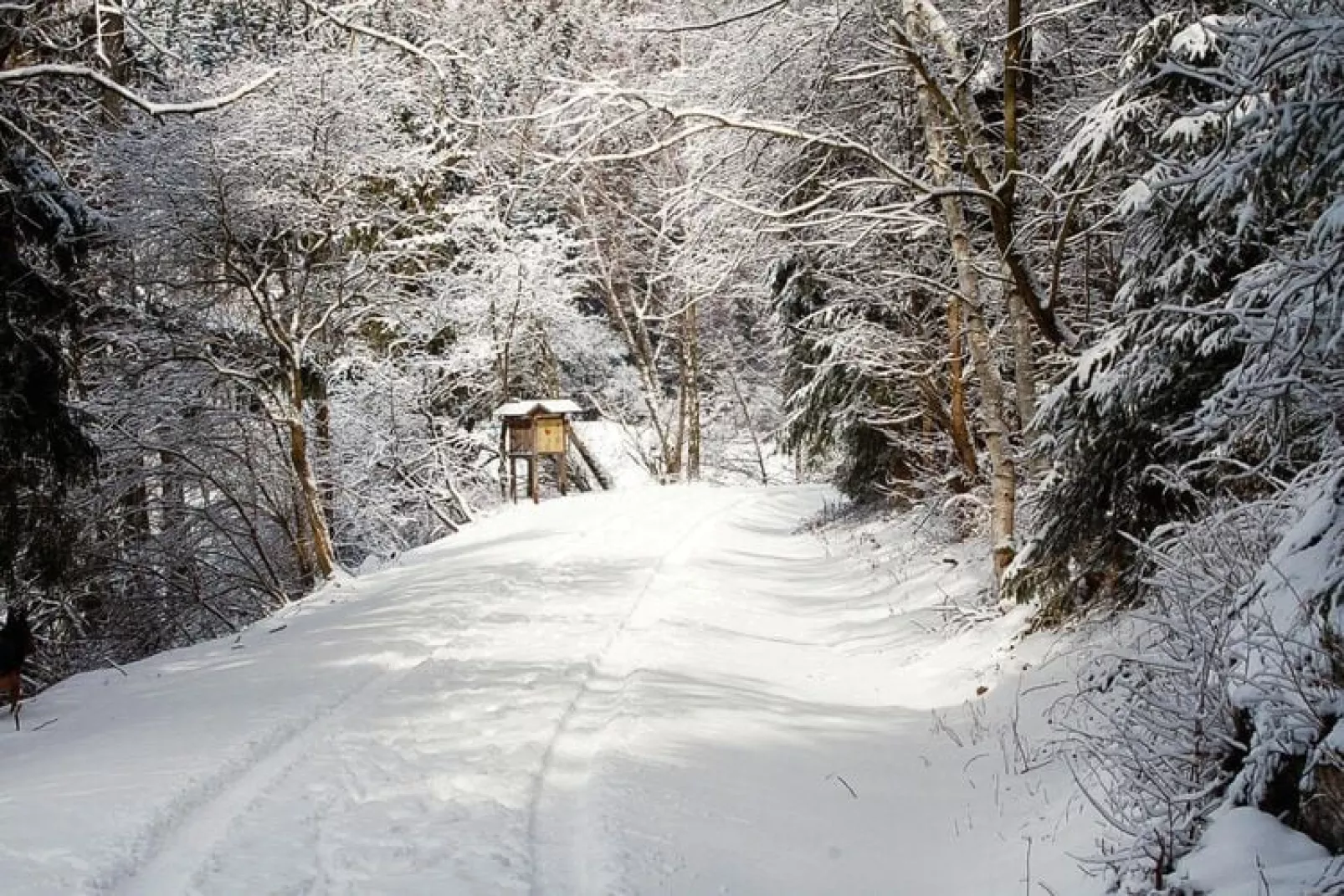 Hasselhäuser-Area winter 5km