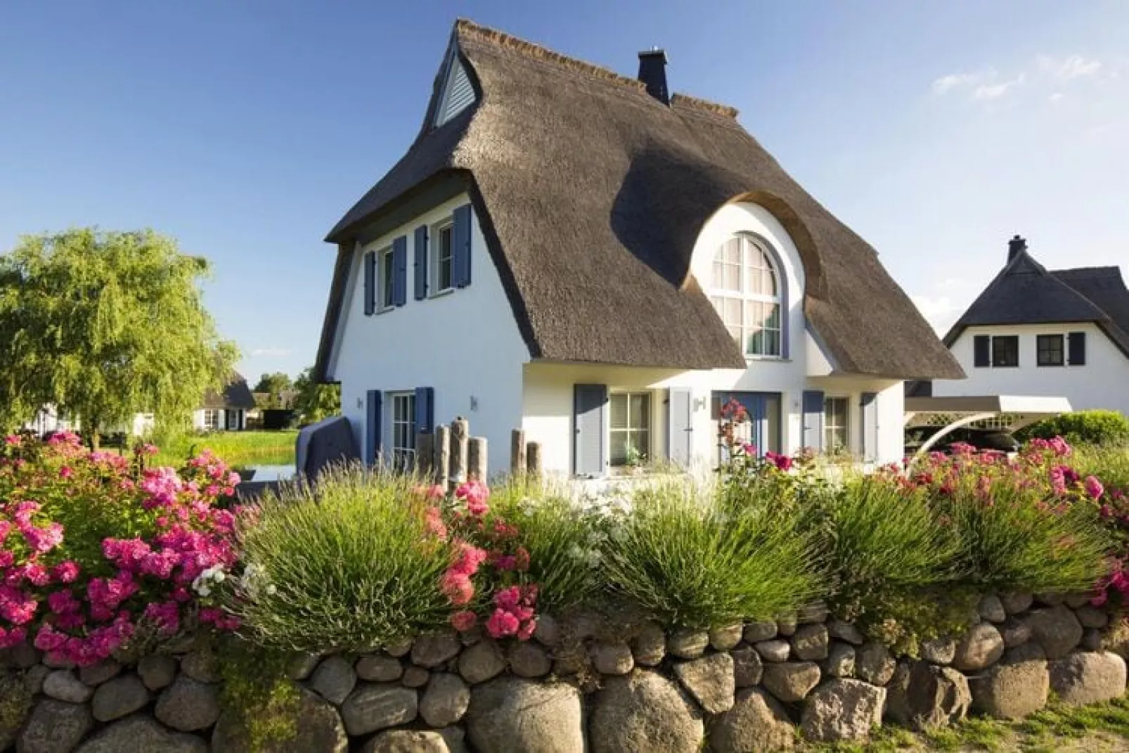 Schilfrohrsänger 18-Exterior summer