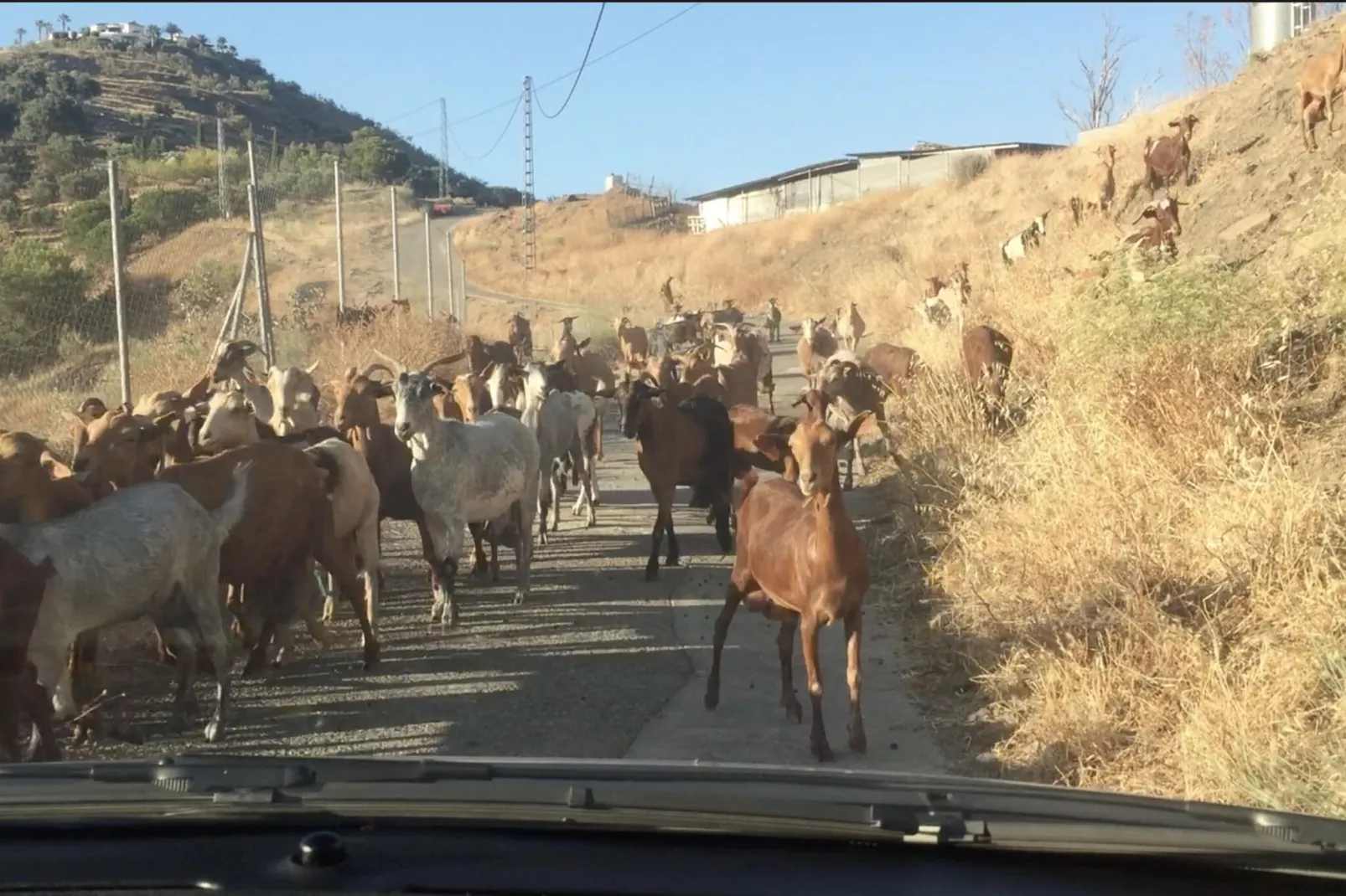 El Kedel-Areas summer 1km