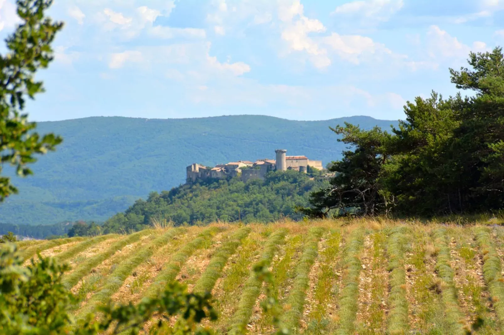Repos-View summer