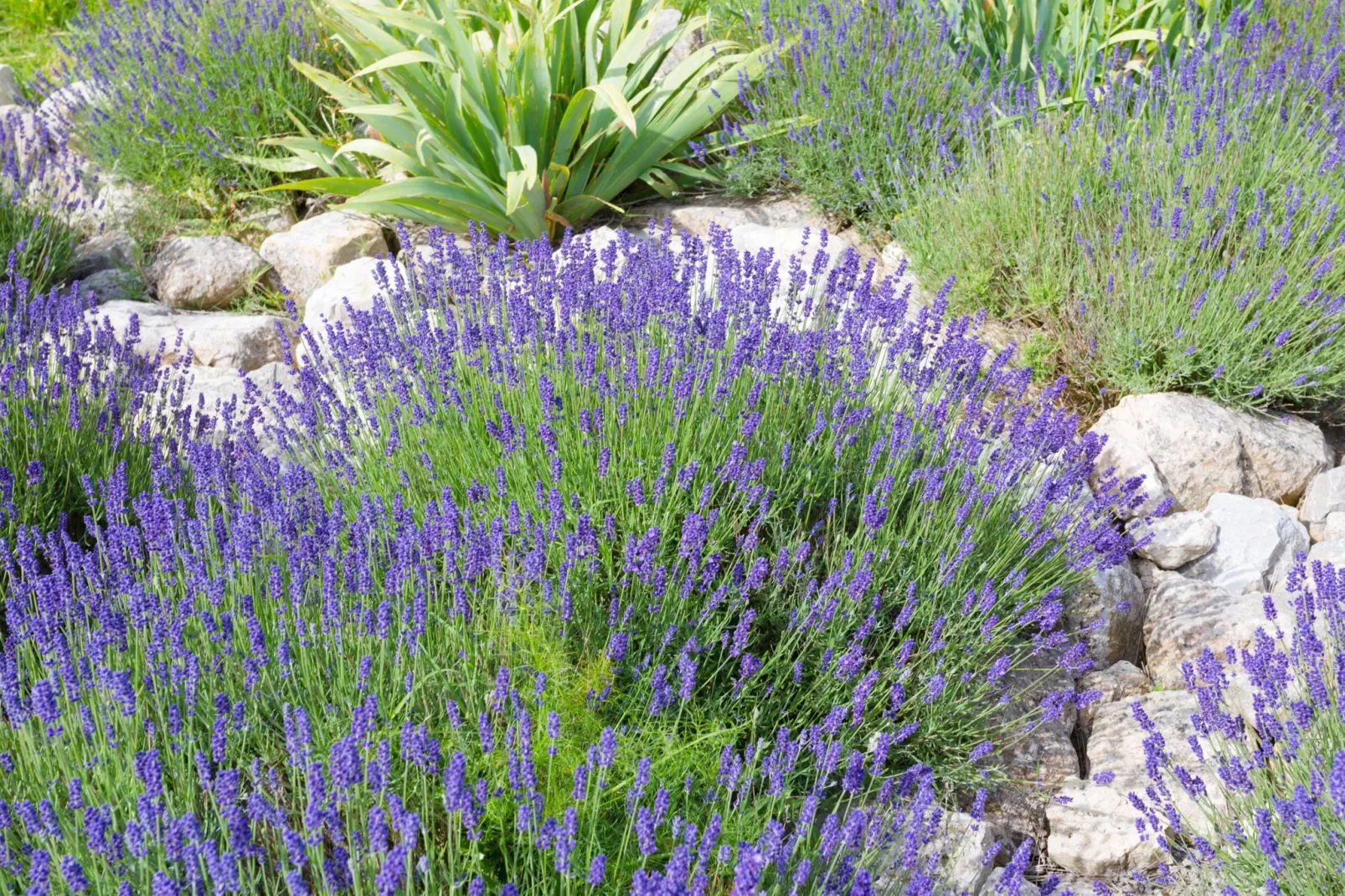 Villa Lézard Bleu-Ambiente