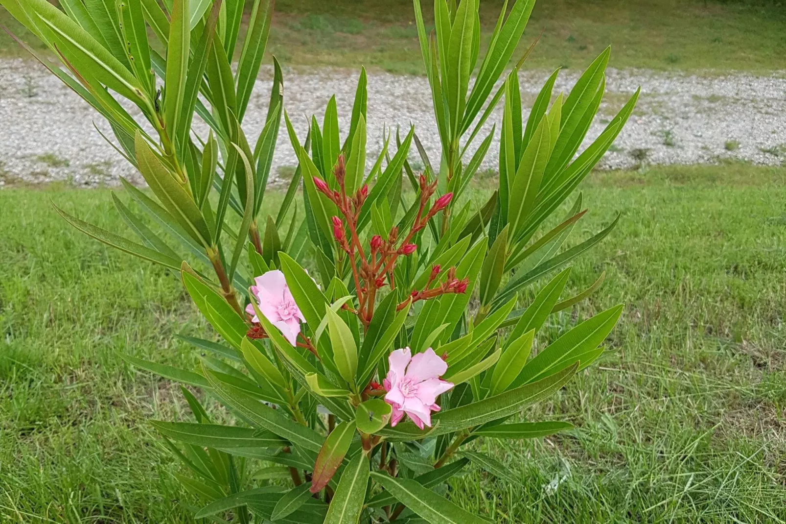 Au Bellevue-Jardin d'été