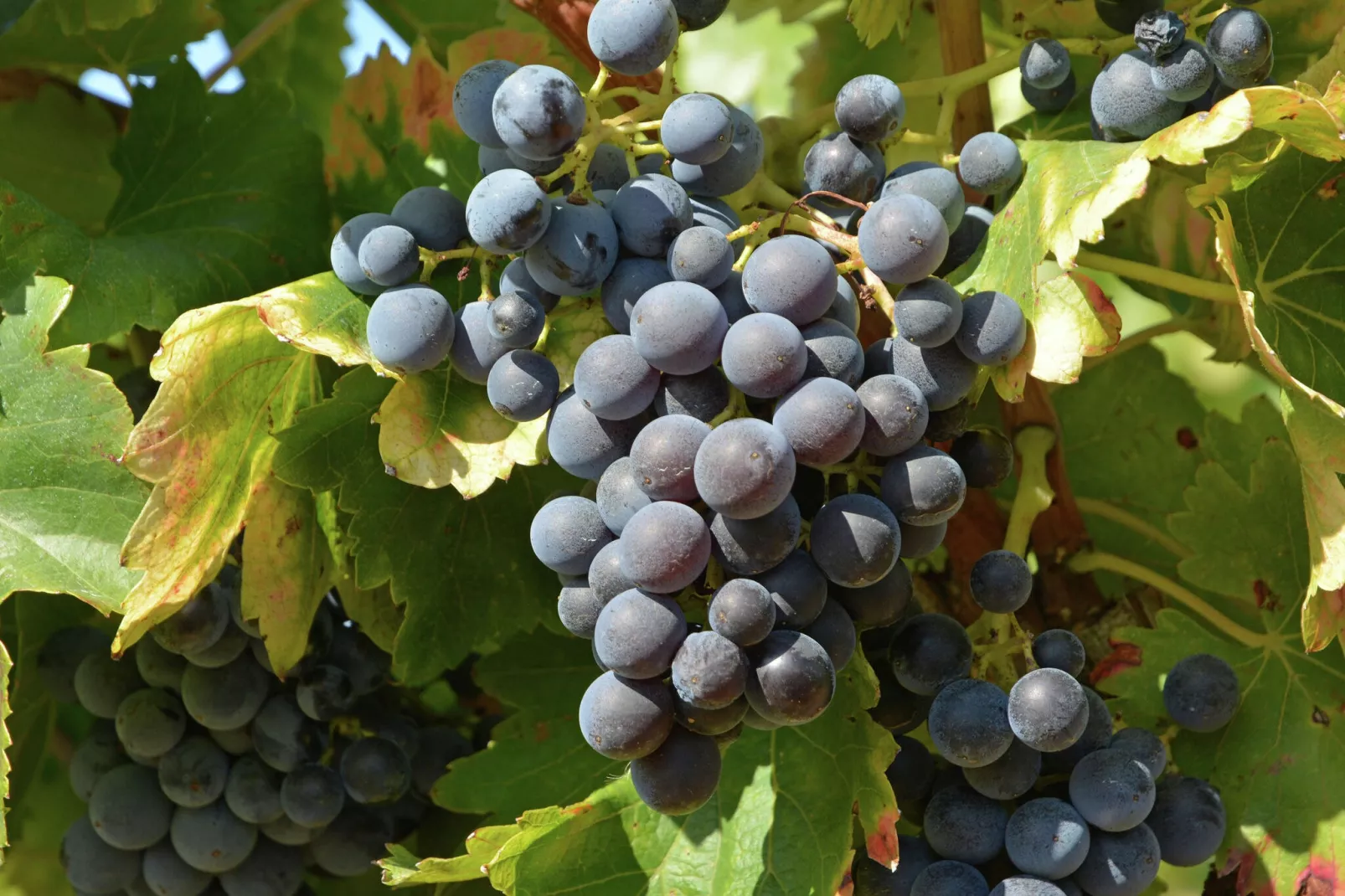 Gîte de luxe dans les vignes 4-Atmosphere