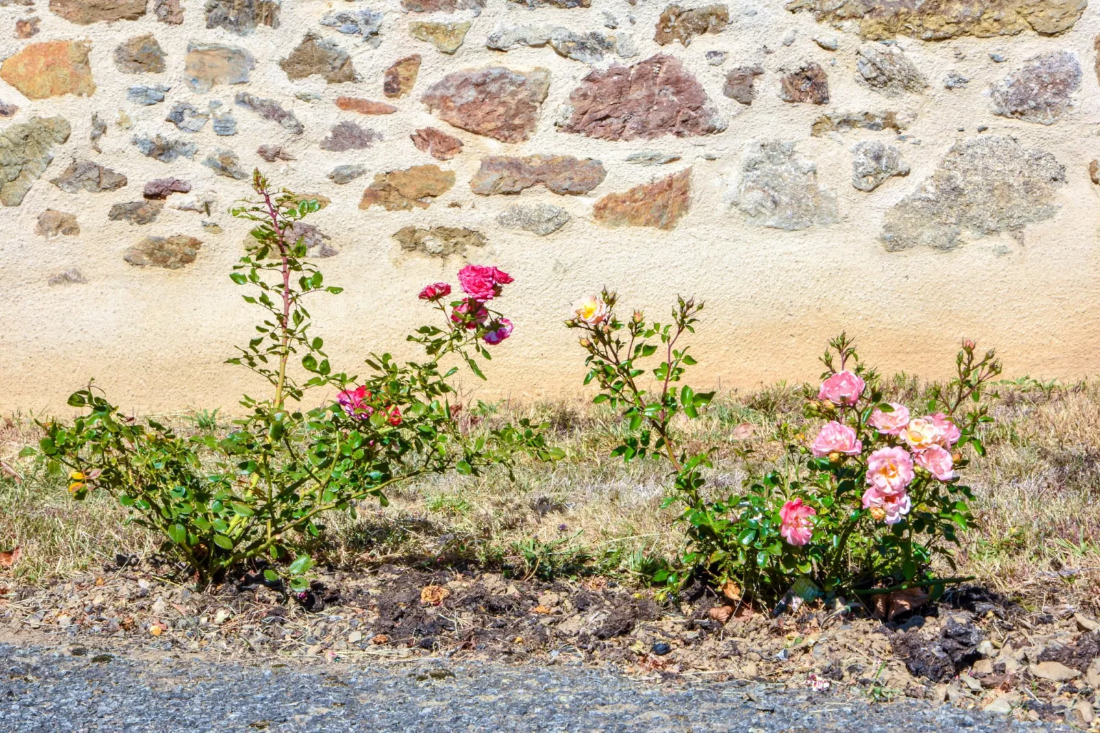 Authentique maison auvergnate-Gardens summer