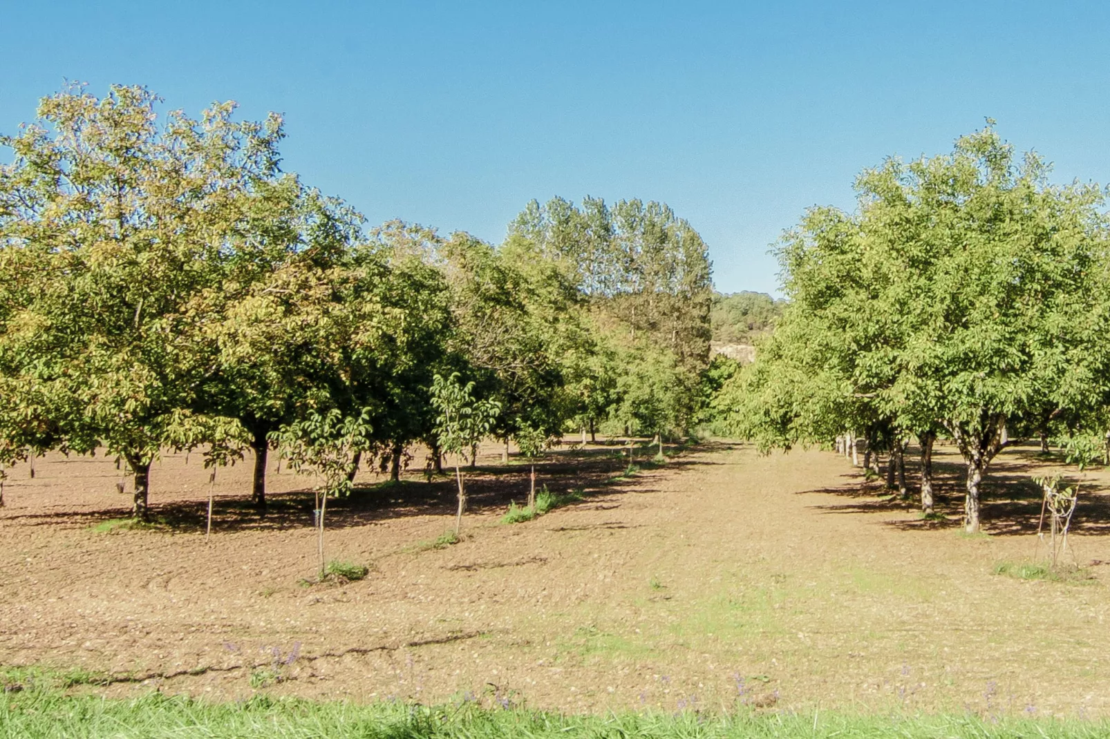 Villa Aubas-View summer