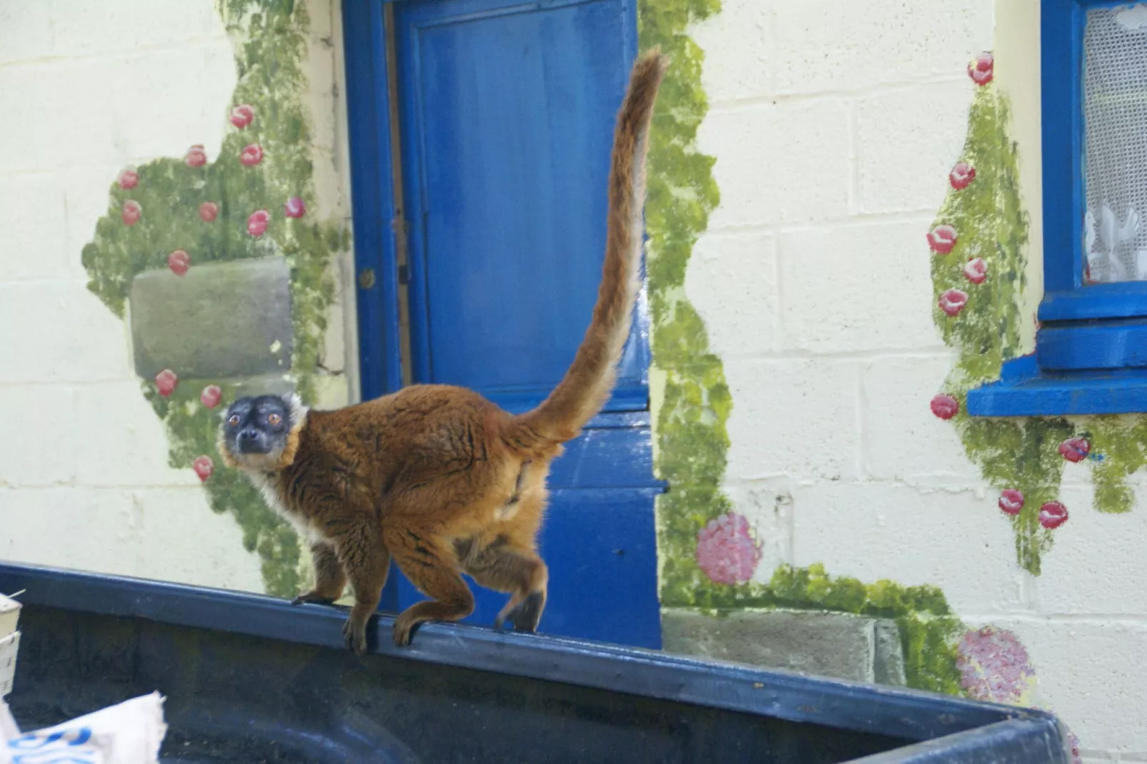 Maison mitoyenne dans un parc animalier proche mer-Atmosphere