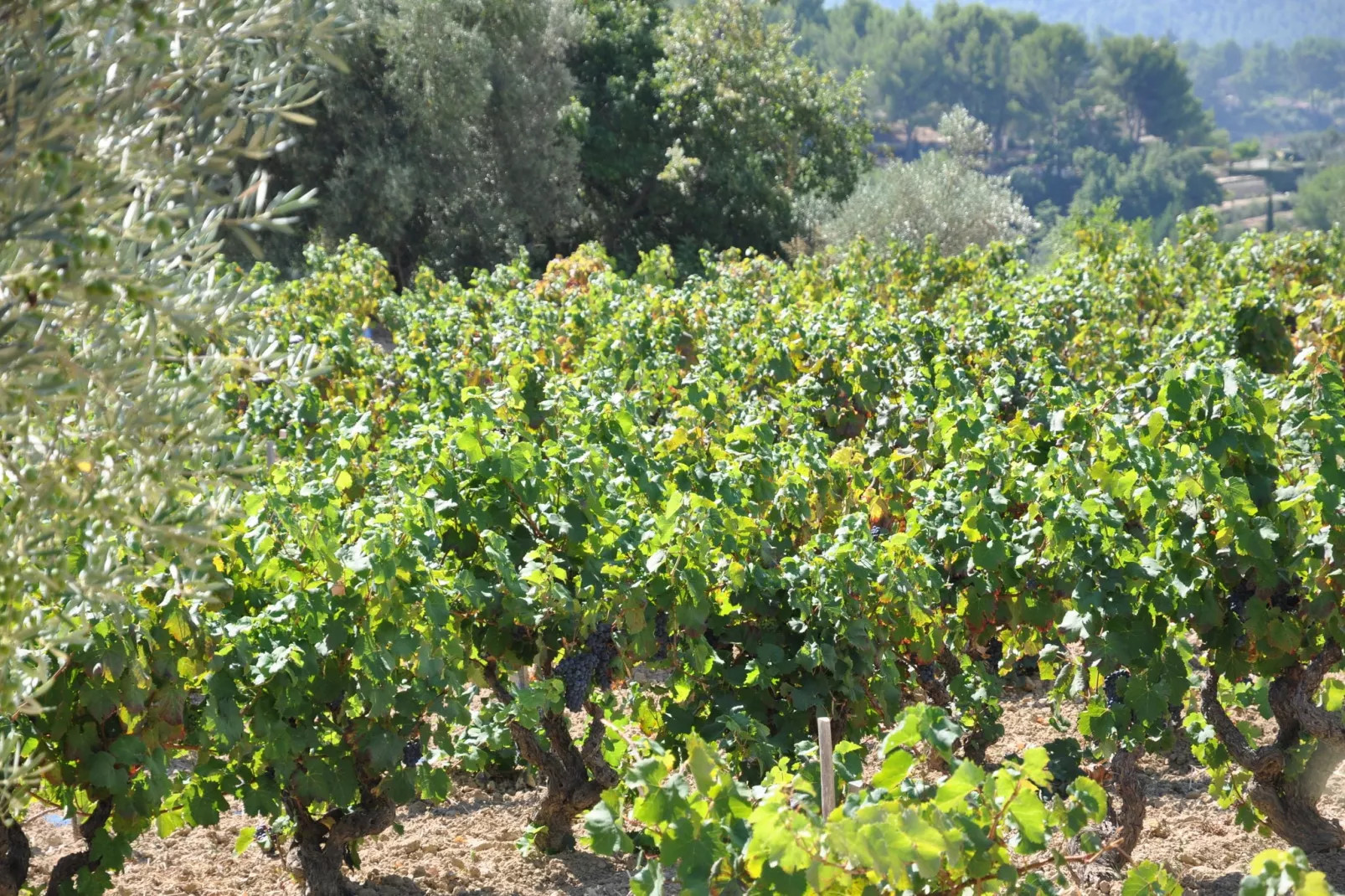 Familly Villa Gers-Zones d'été à 5 km