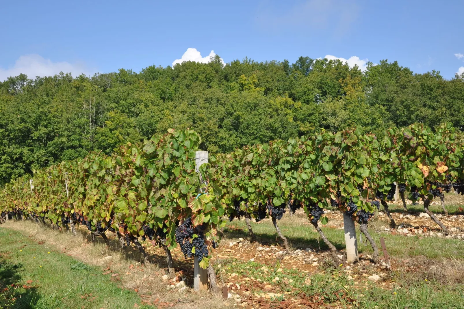 Villa Le Houga-Gebiete Sommer 1 km