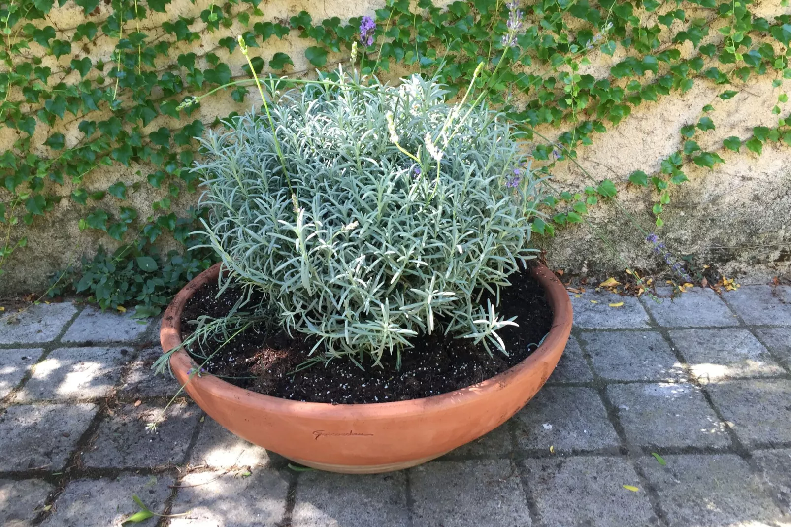 Au coeur du Languedoc-Gardens summer