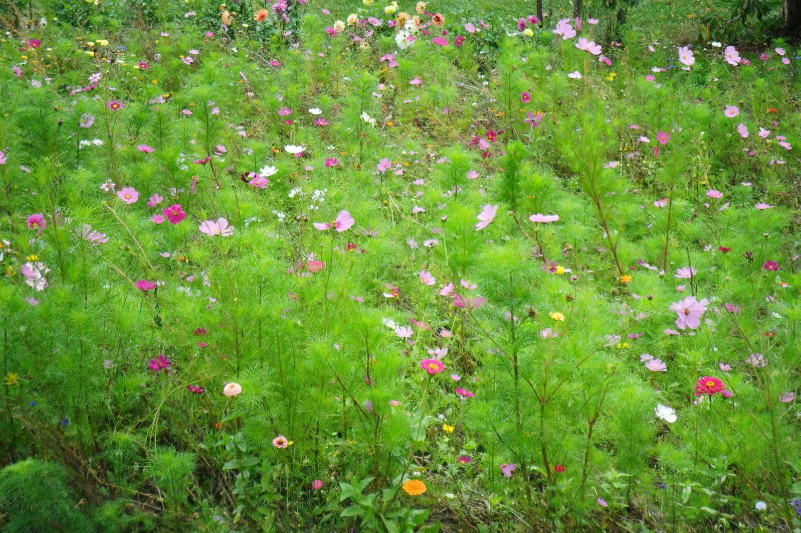 Gite du Pradal-View summer