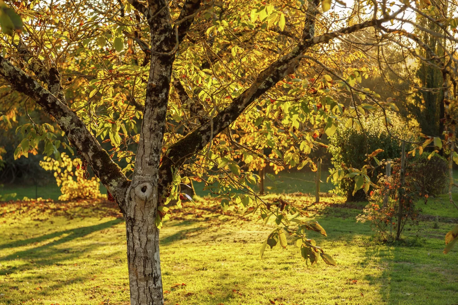 Maison de vacances Cazals-Gardens summer