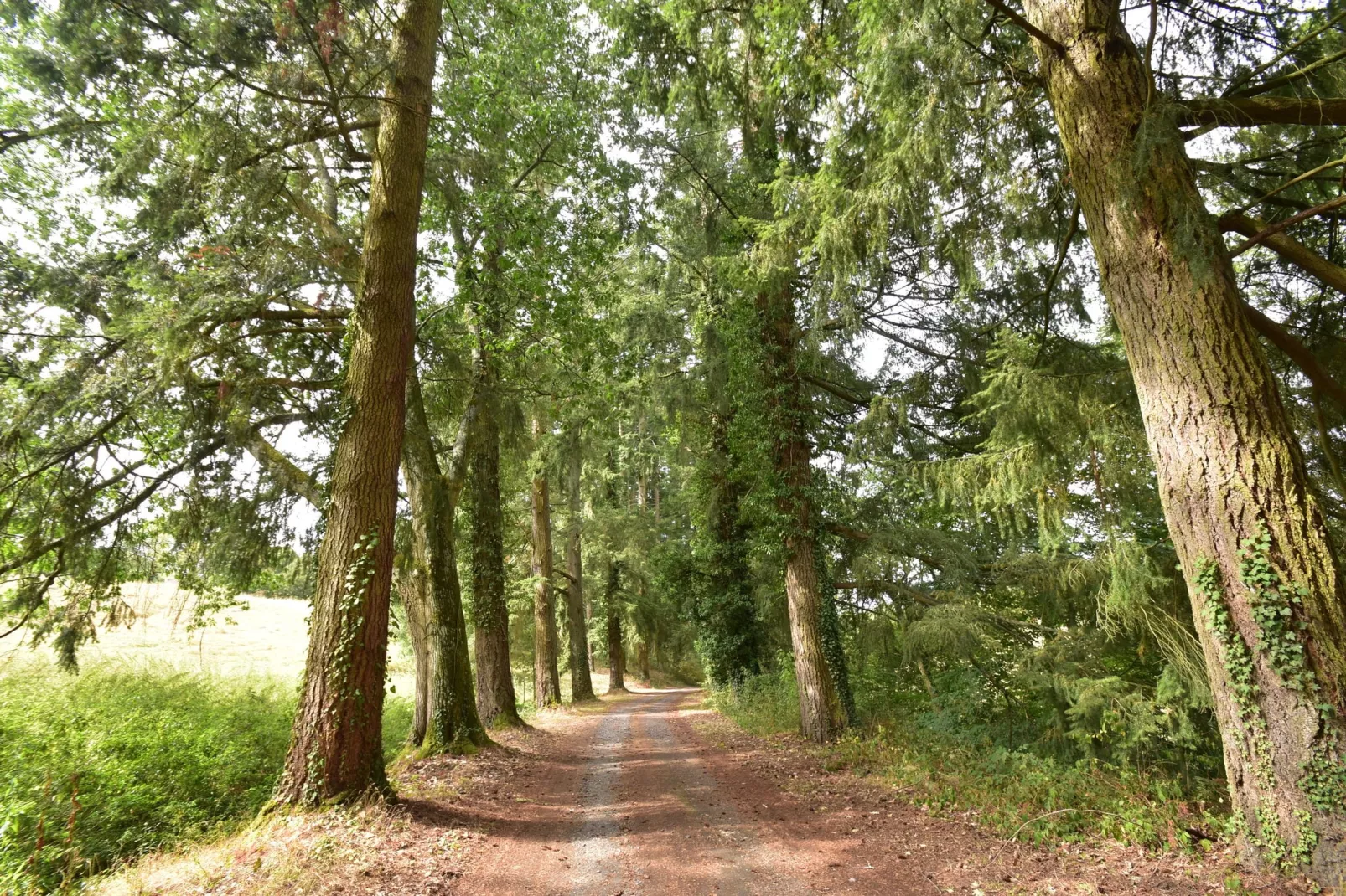 Gite 6 pers Bellevue - Le-Chardonneret-Areas summer 1km