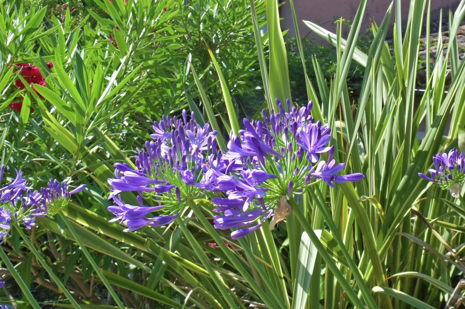 Provencal-Gardens summer