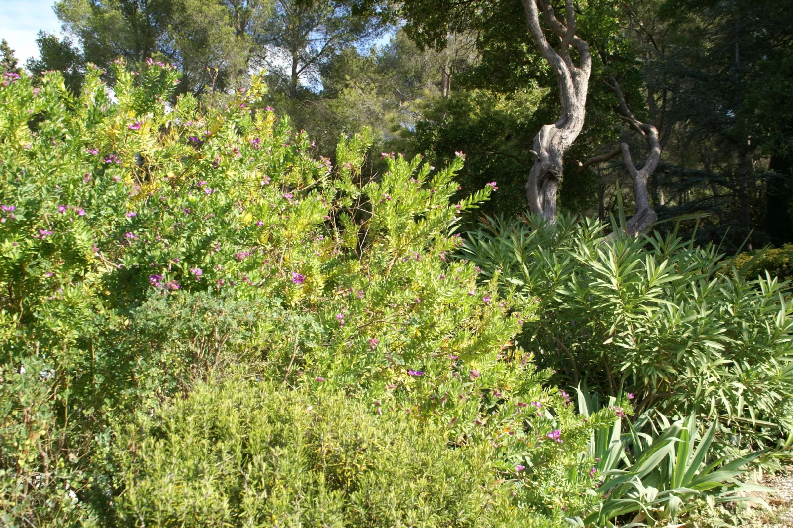 Provencal-Areas summer 1km