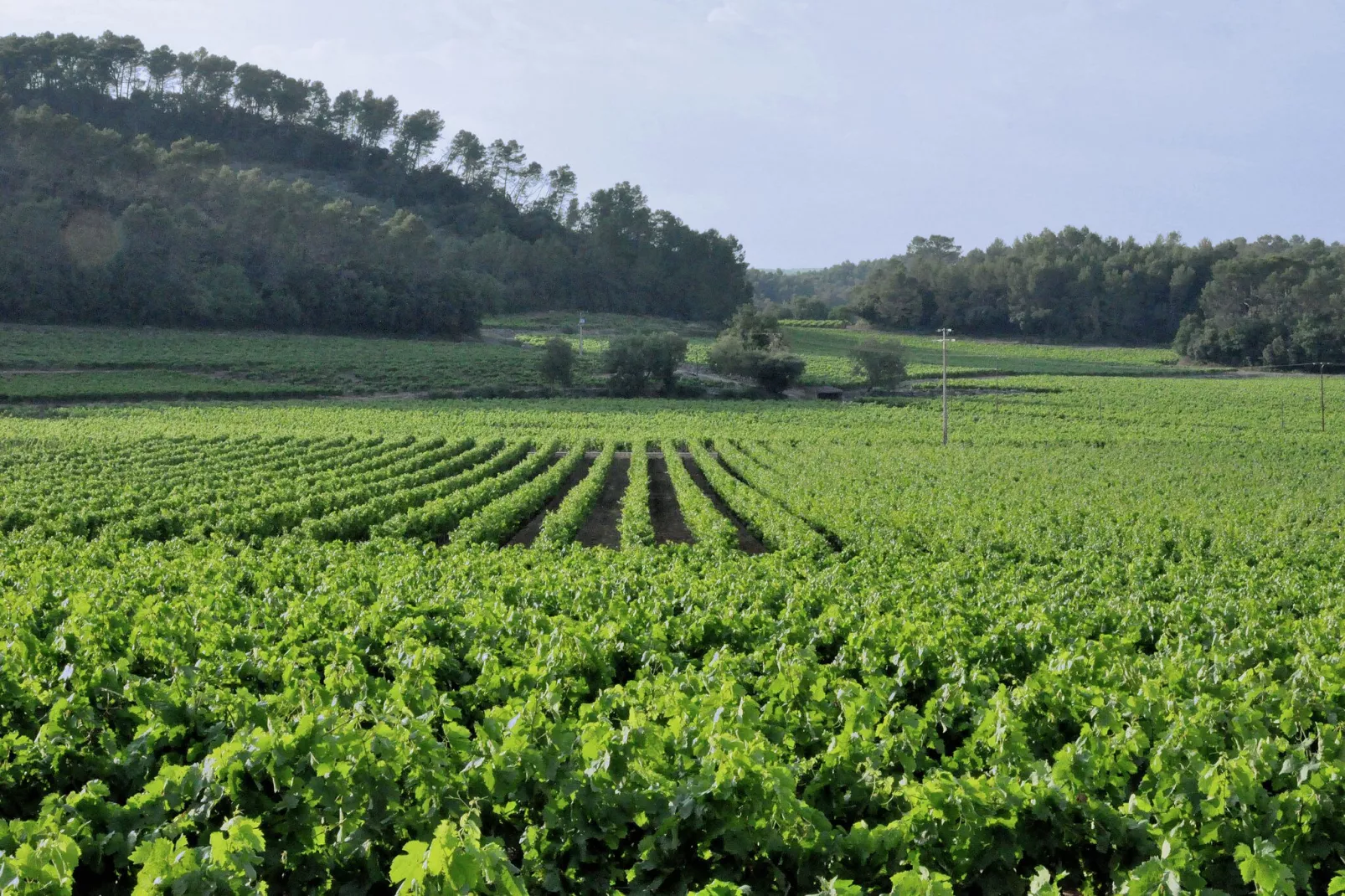 Le Rey-Areas summer 5km