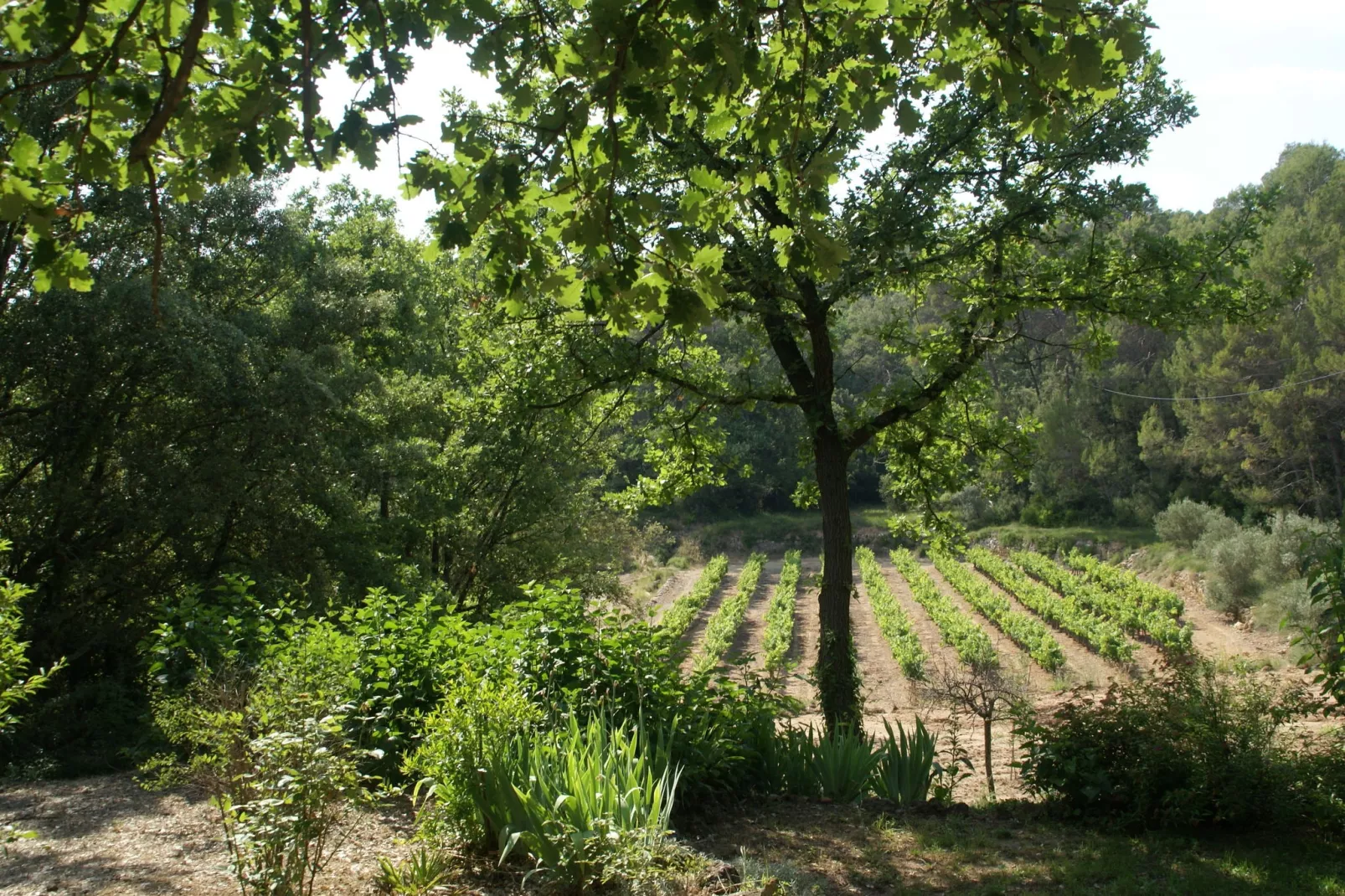Villa Entrecasteaux-View summer
