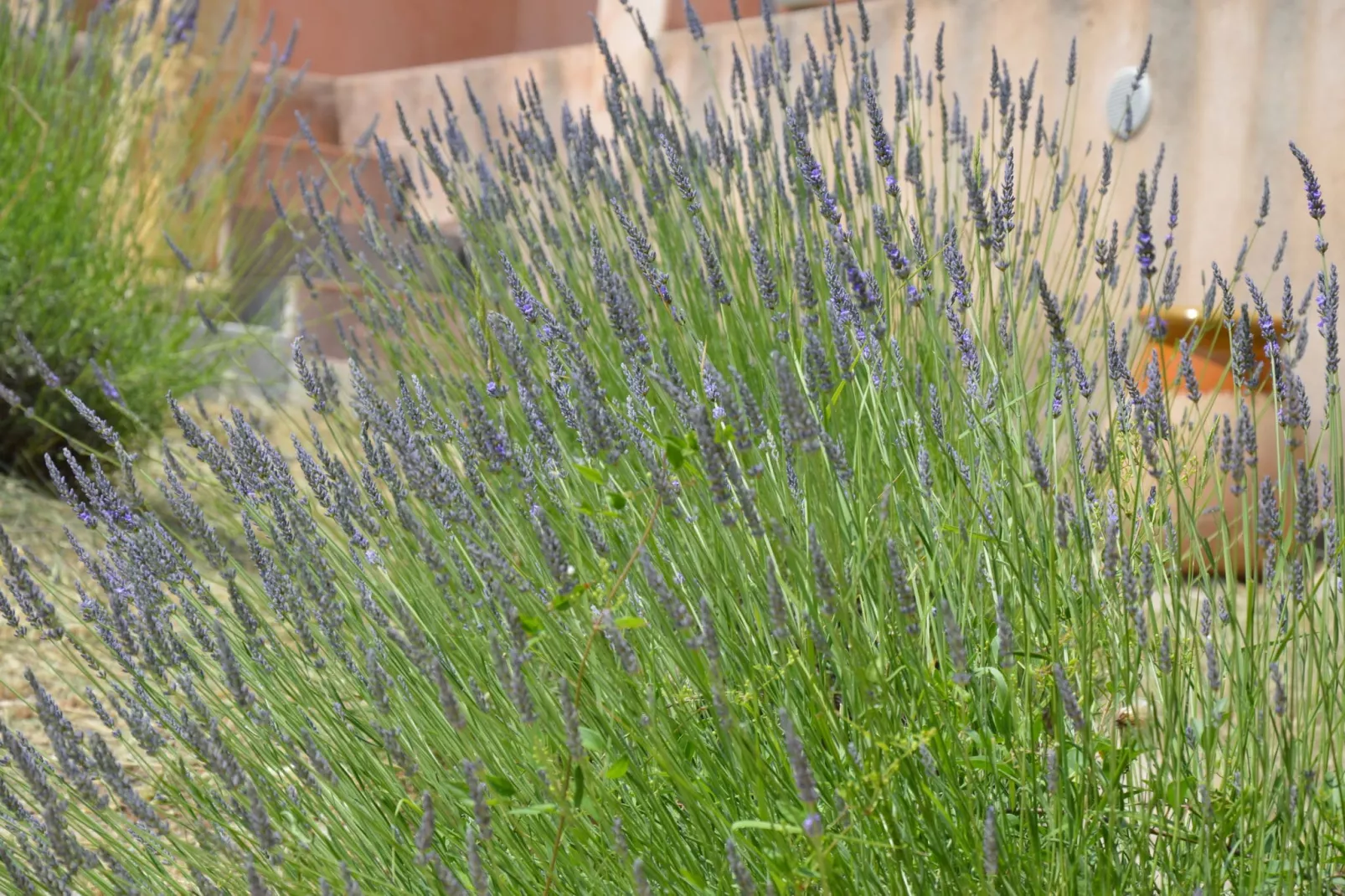 Le Mafa-Gardens summer