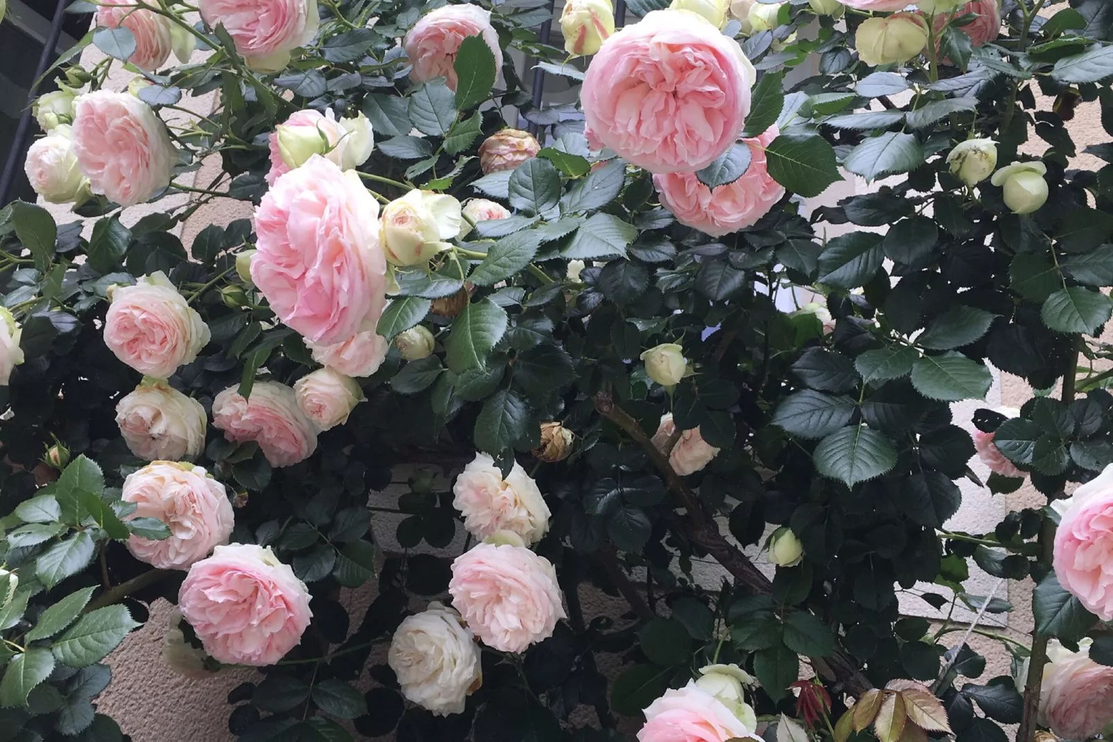 Villa Rose-Gardens summer
