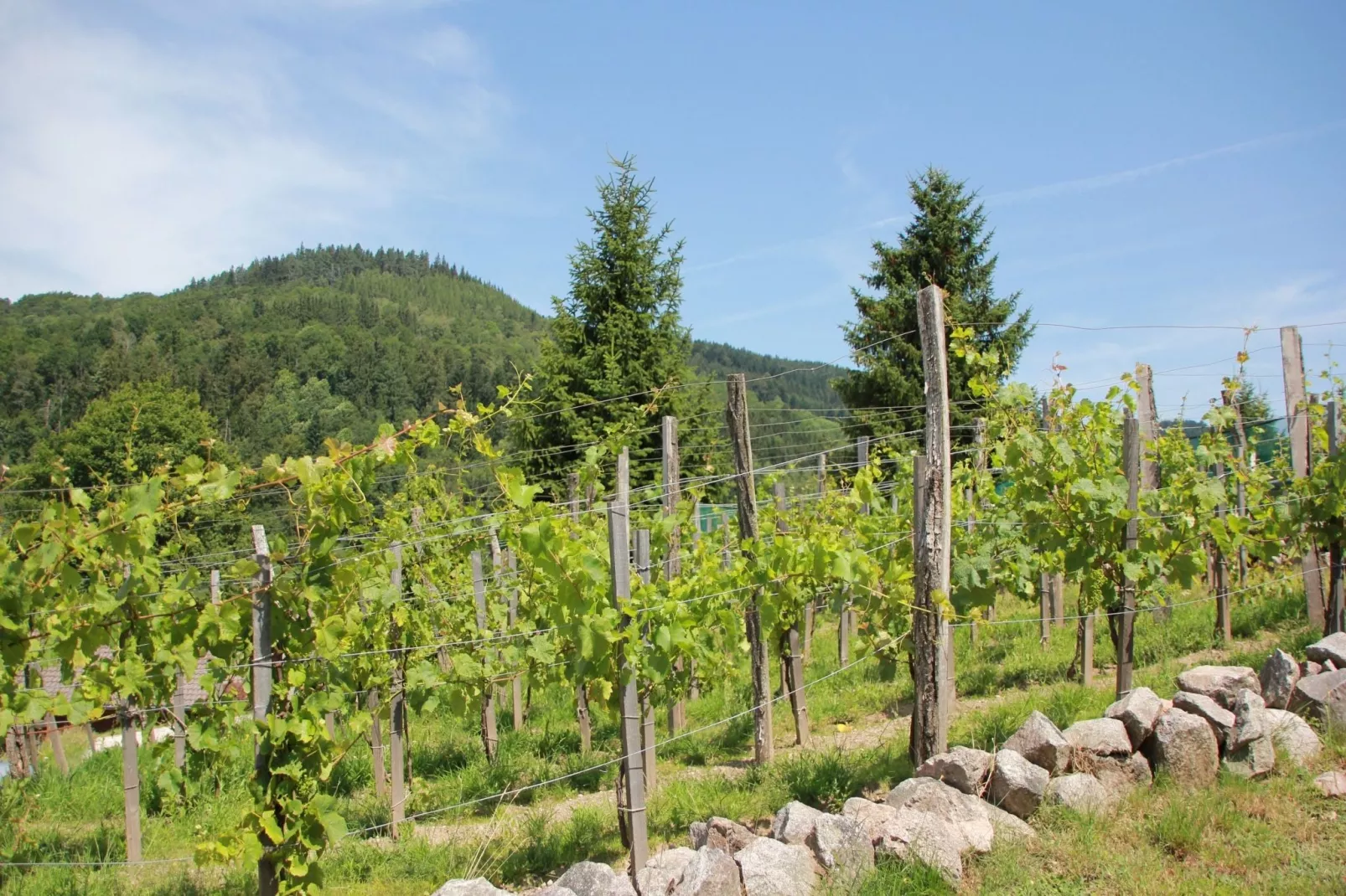 Les Chalets des Ayes 9-Gardens summer