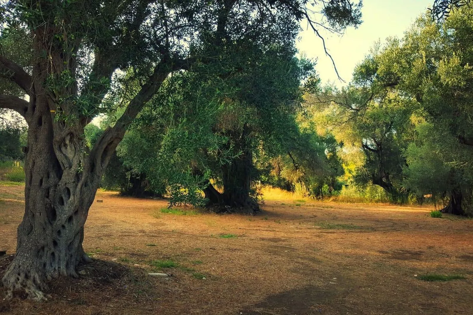 Villa Spirena-Gardens summer
