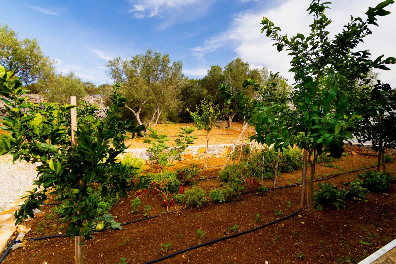 Villa Angela-Jardin d'été