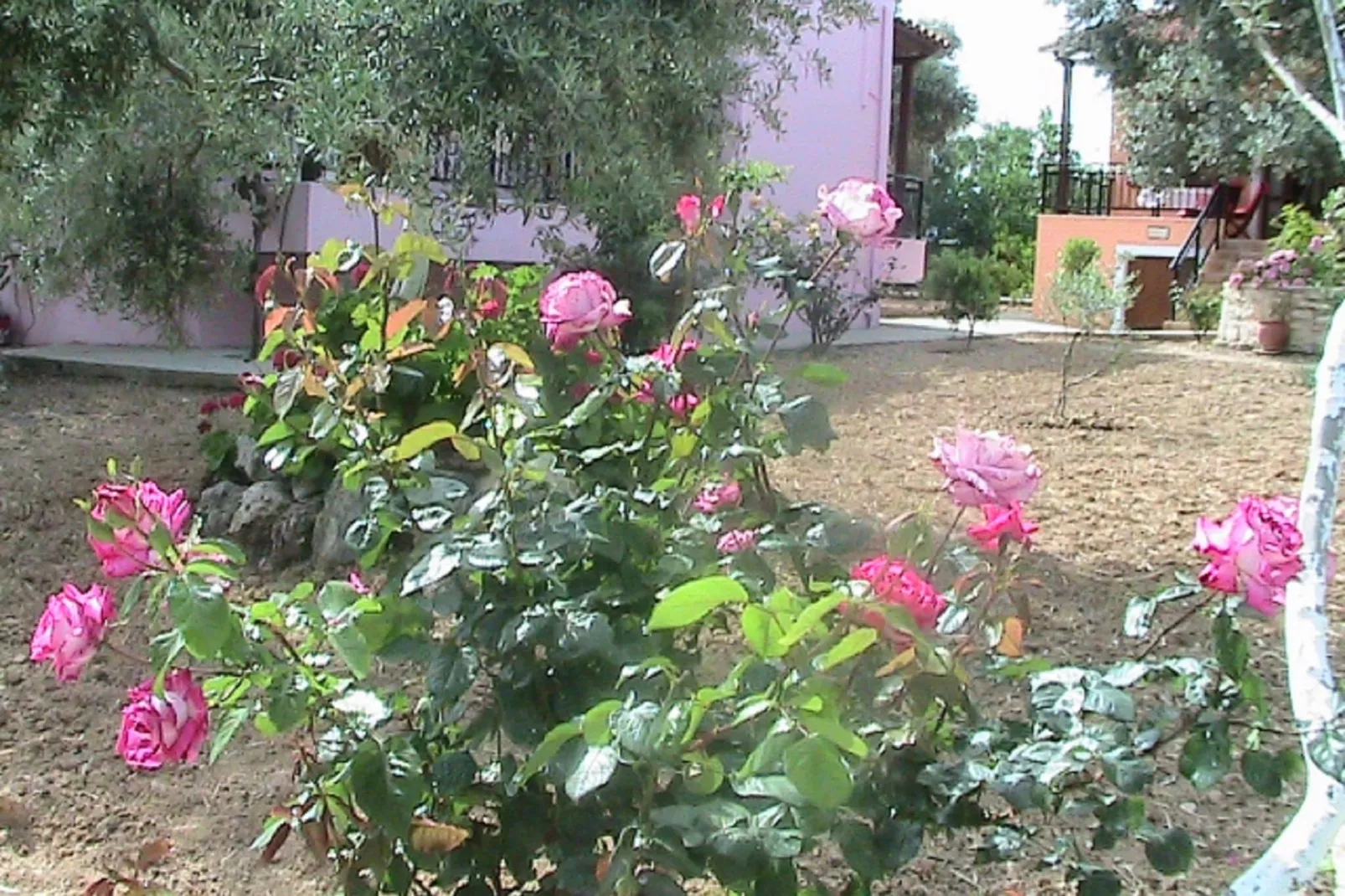 Villa Athina-Gardens summer