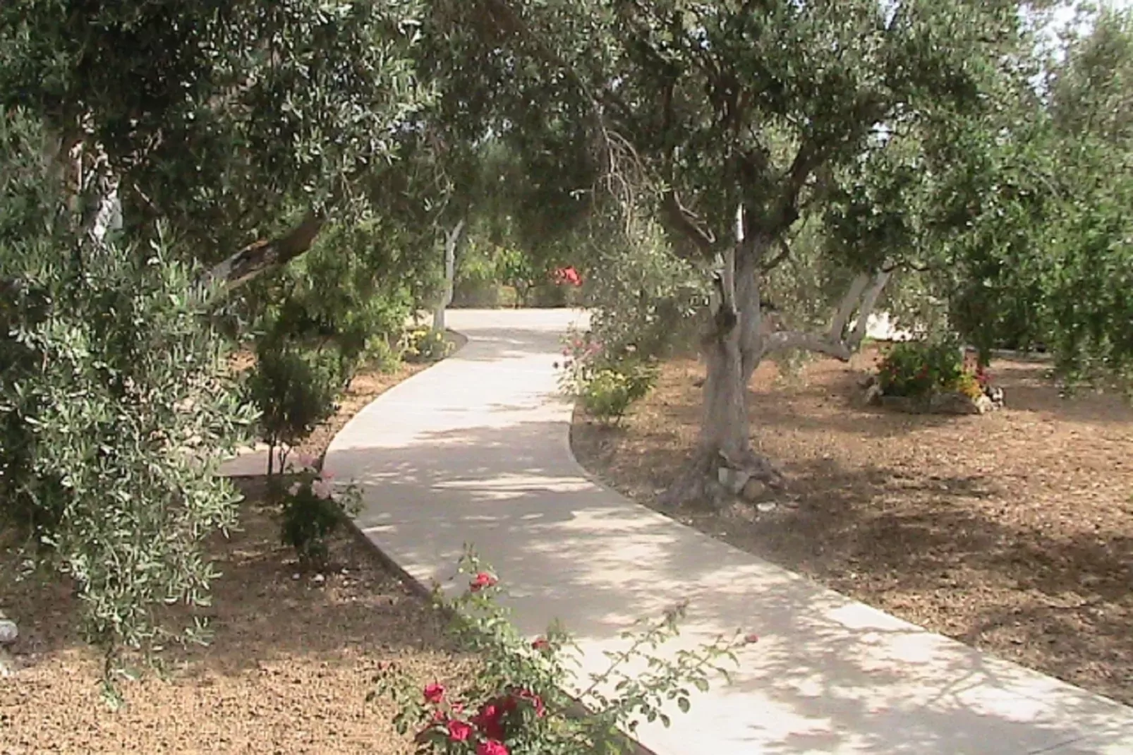 Villa Afroditi-Gardens summer
