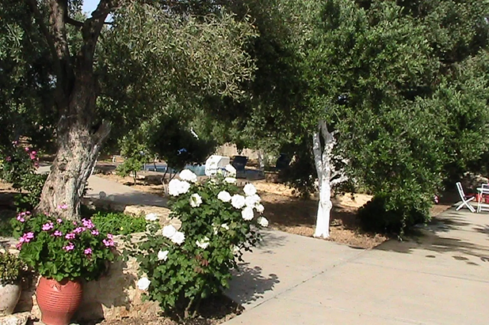 Villa Afroditi-Gardens summer