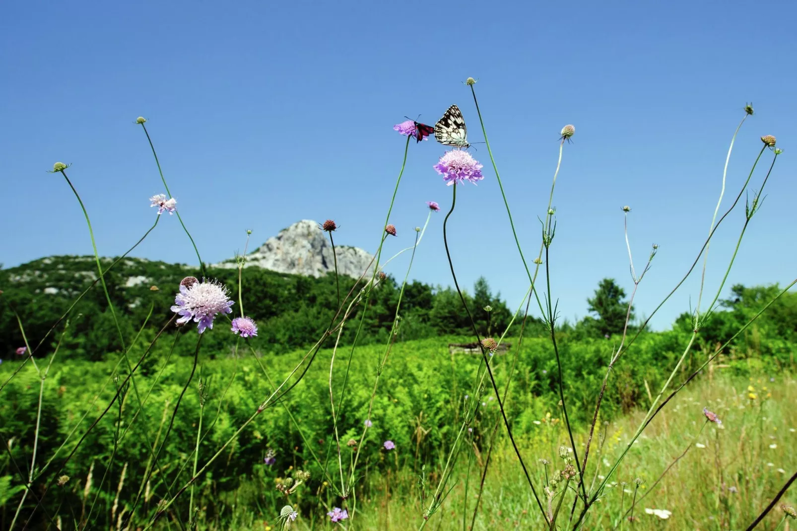 Vacation house Anka-Areas summer 5km