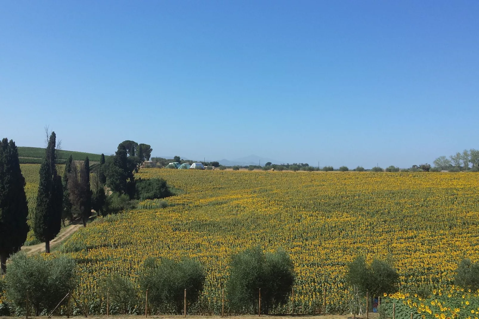 Sparsa Girasole-View summer