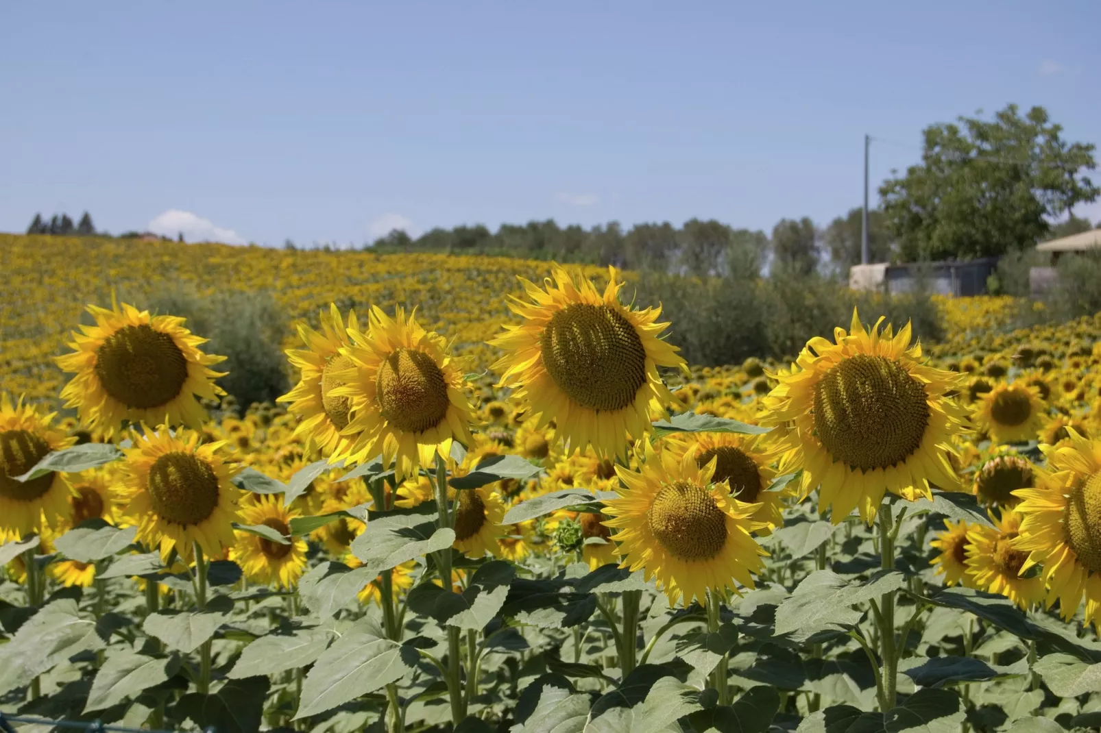 Sparsa Girasole-Areas summer 1km
