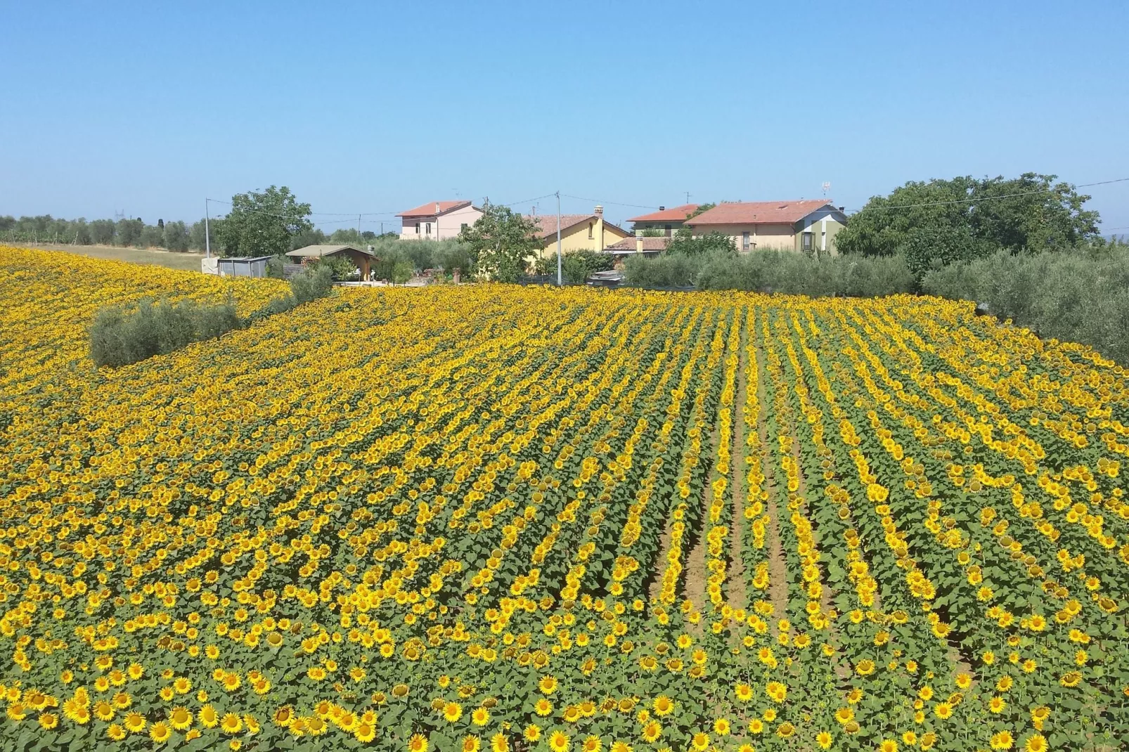 Sparsa Girasole-Areas summer 1km