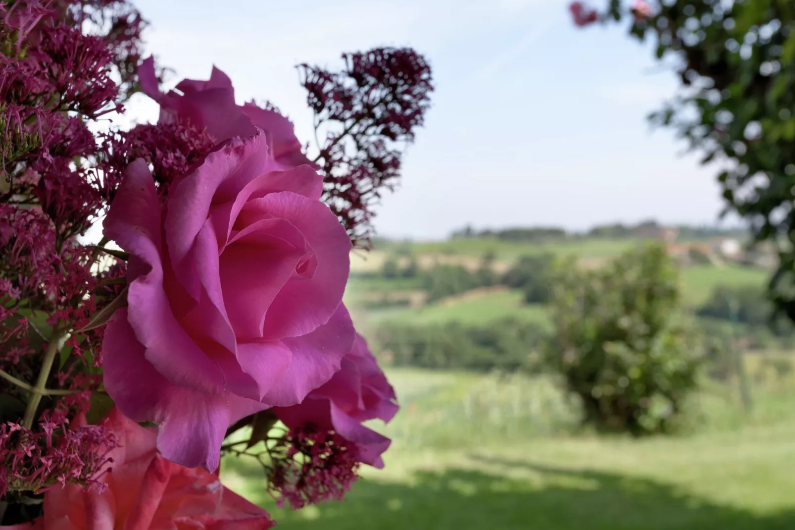 Sparsa Girasole-Atmosphere
