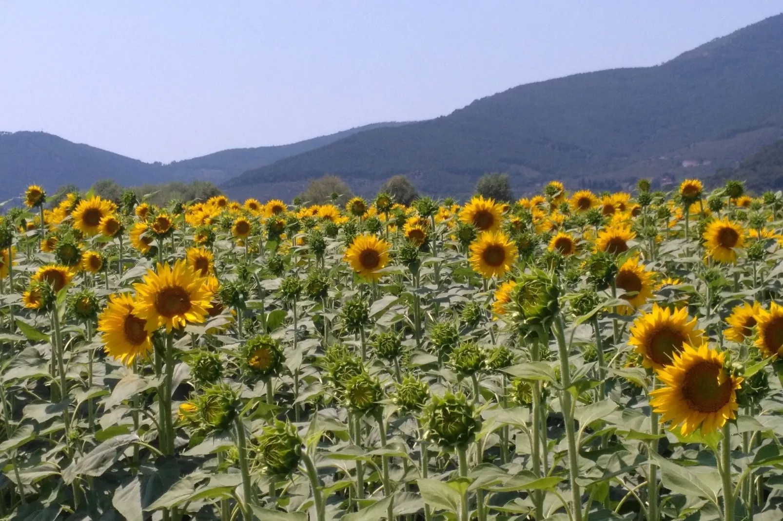 Montefiore-Areas summer 5km