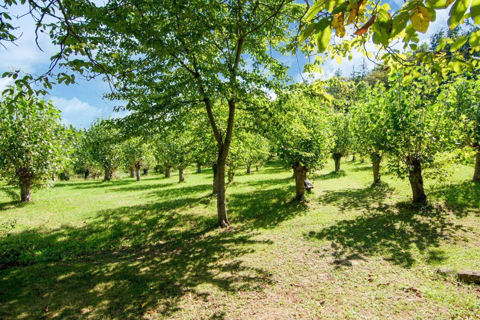 Fattoria 19-Areas summer 1km
