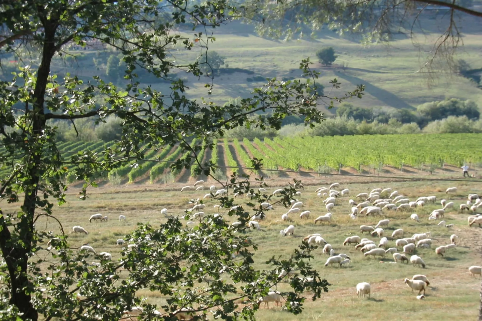 Villa Laurentia-Areas summer 1km