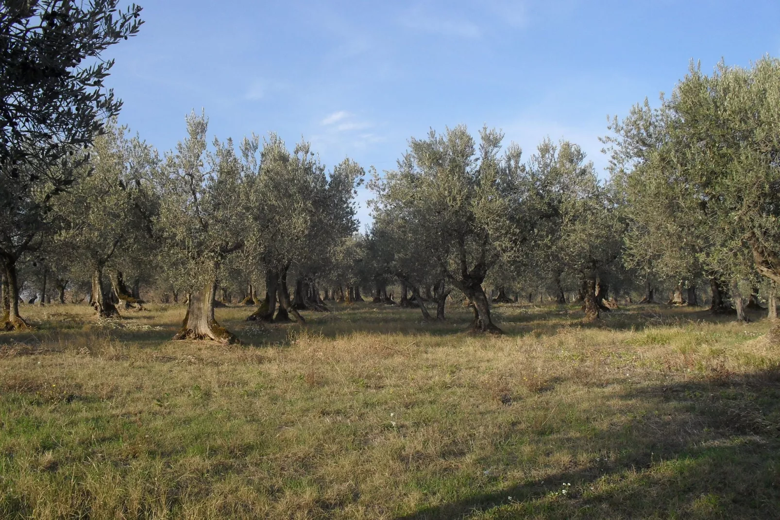 Marchese-Areas summer 1km