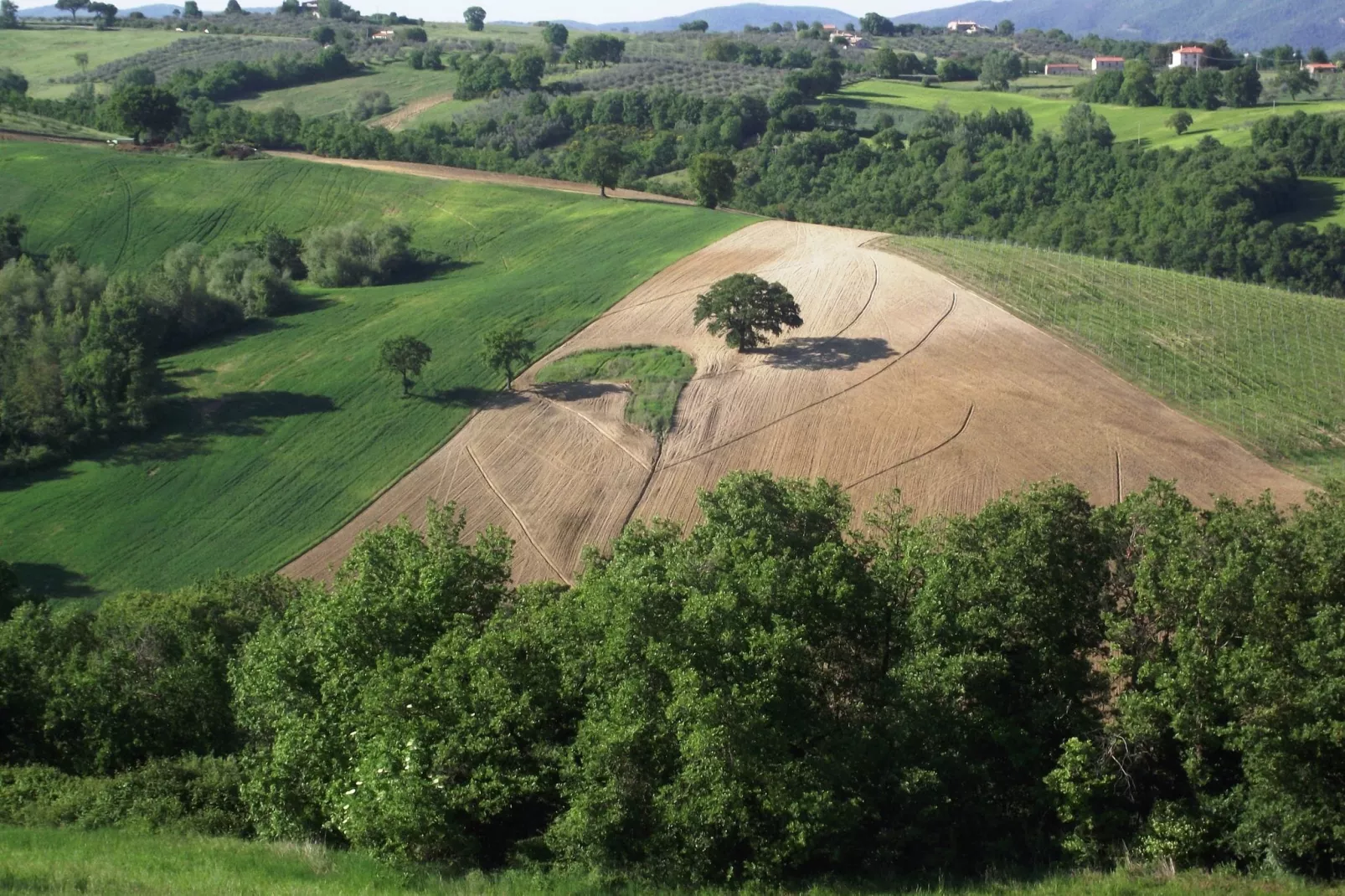 Granaio-Areas within 1km in summer