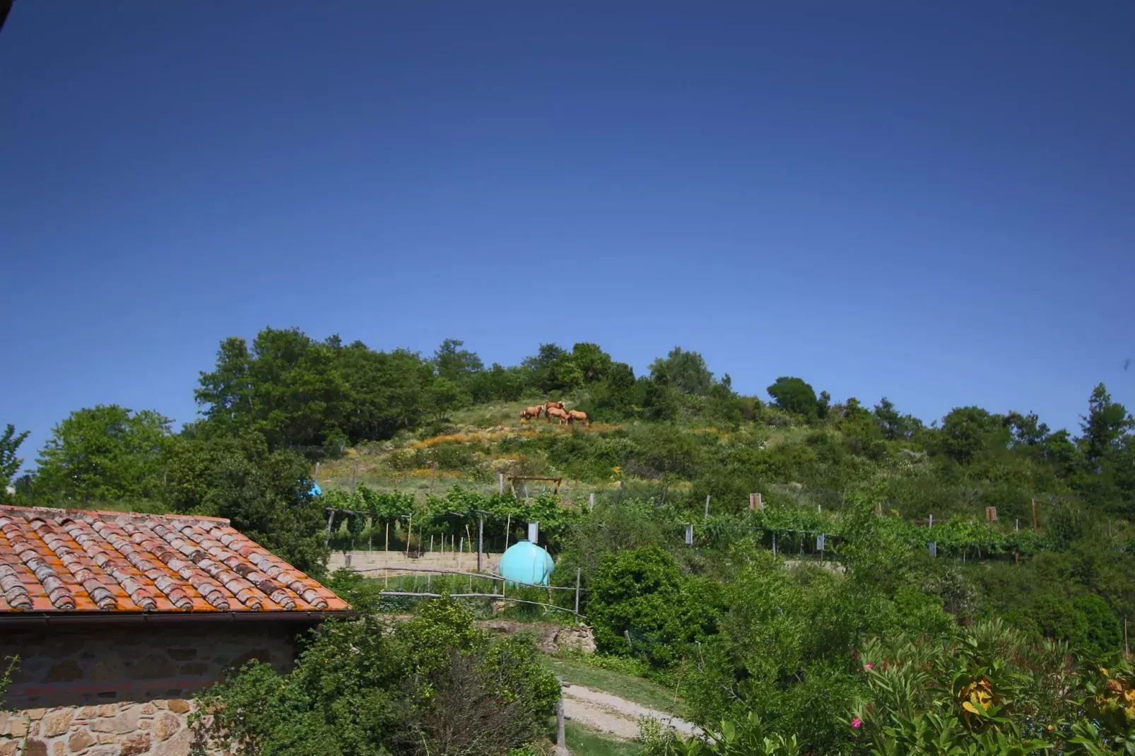 Club House-Vue d'été