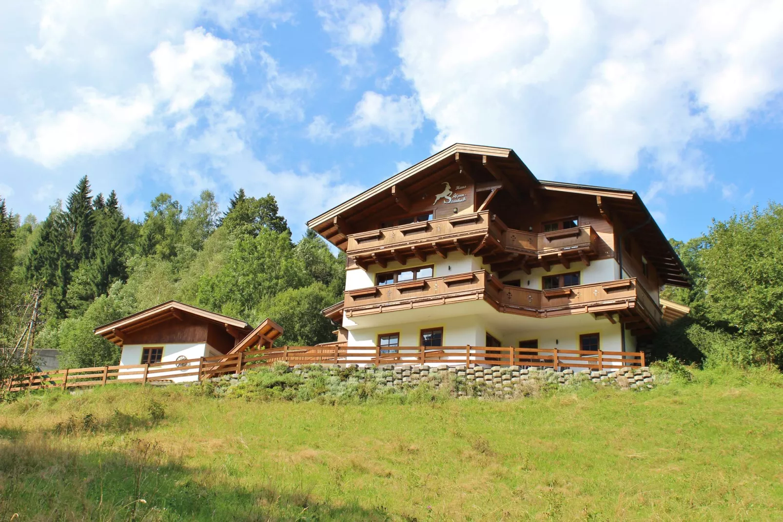 Alpensteinbock Saalbach-Exterior summer