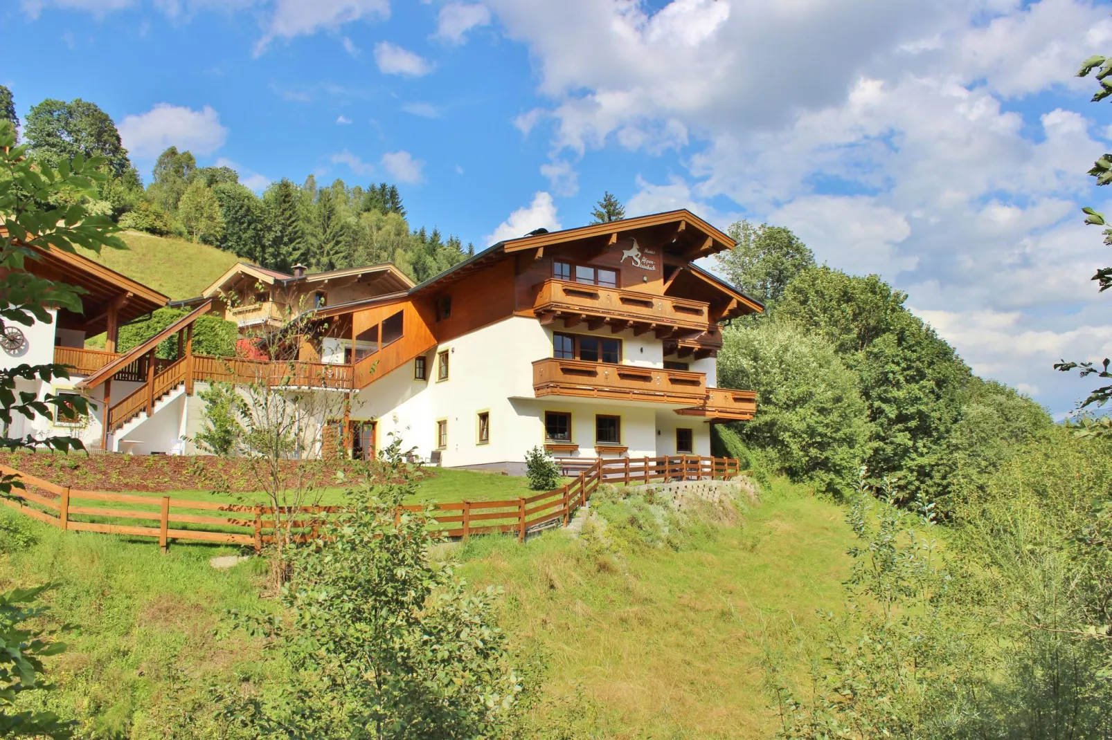 Alpensteinbock Saalbach-Exterior summer