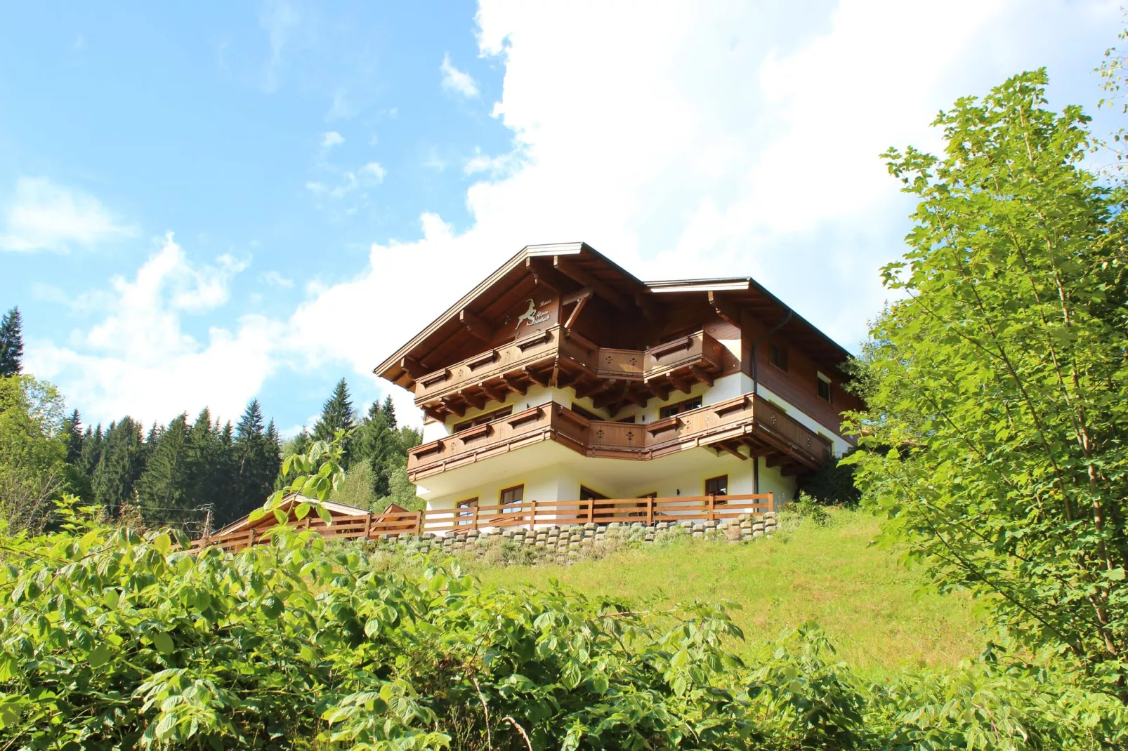 Alpensteinbock Saalbach A-Exterior summer