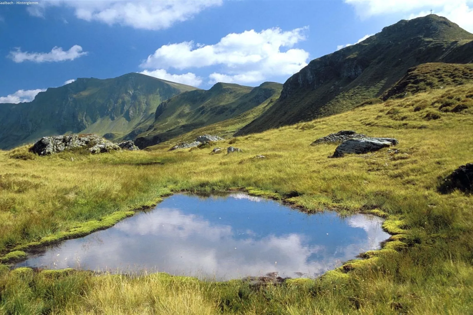 Alpensteinbock Saalbach A-Areas summer 5km